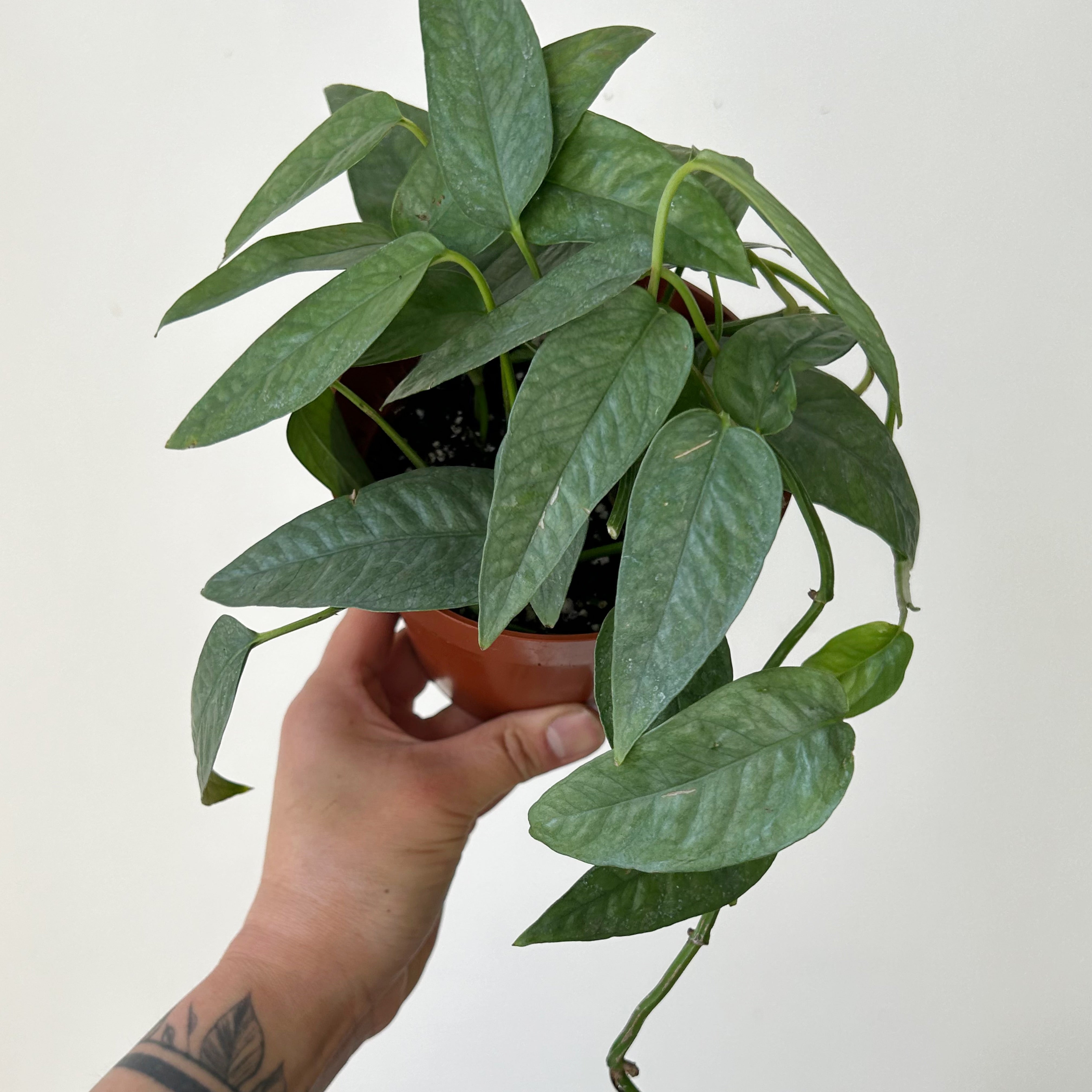 Pothos “Cebu Blue” 4”pot