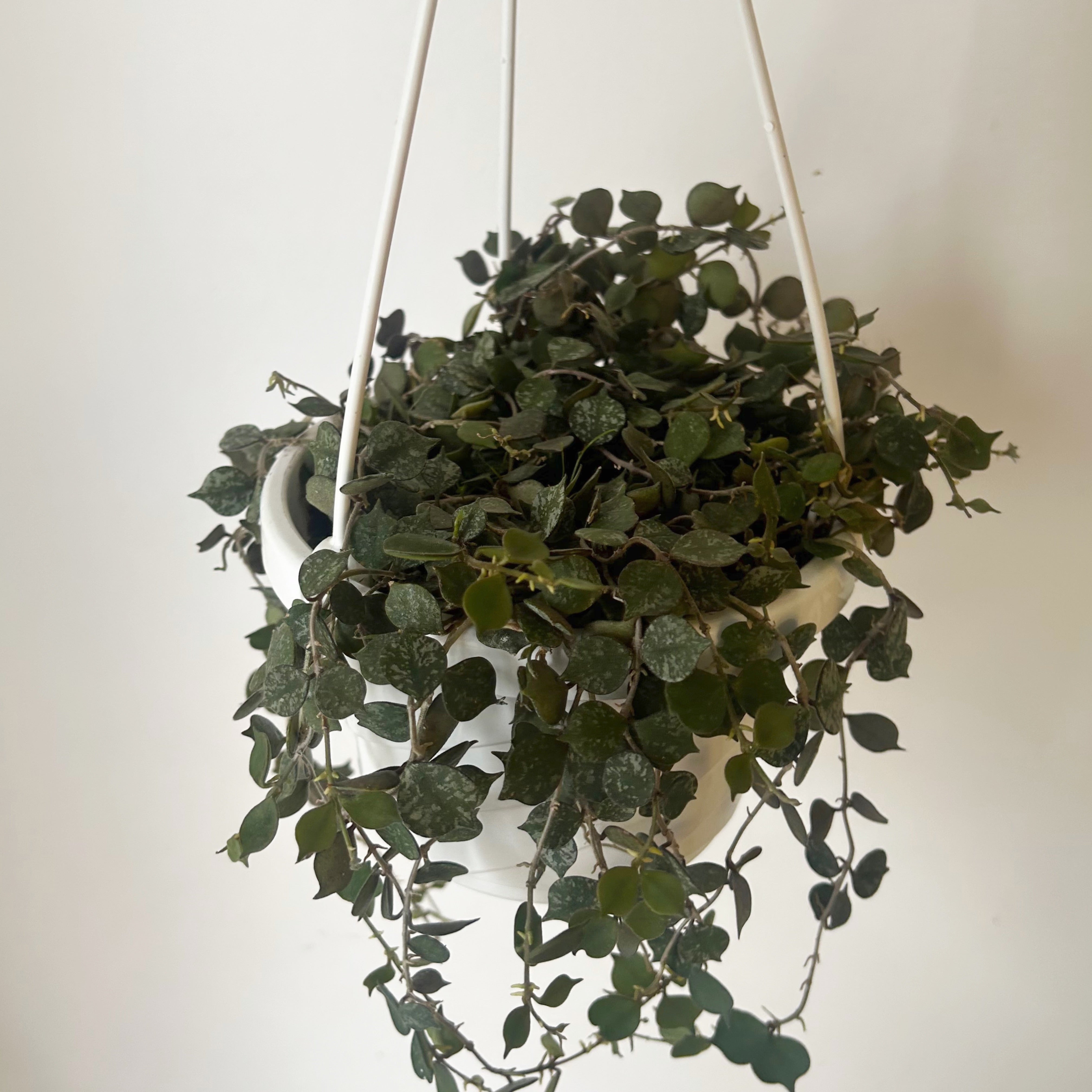 Hoya Curtisii 6”hanging basket