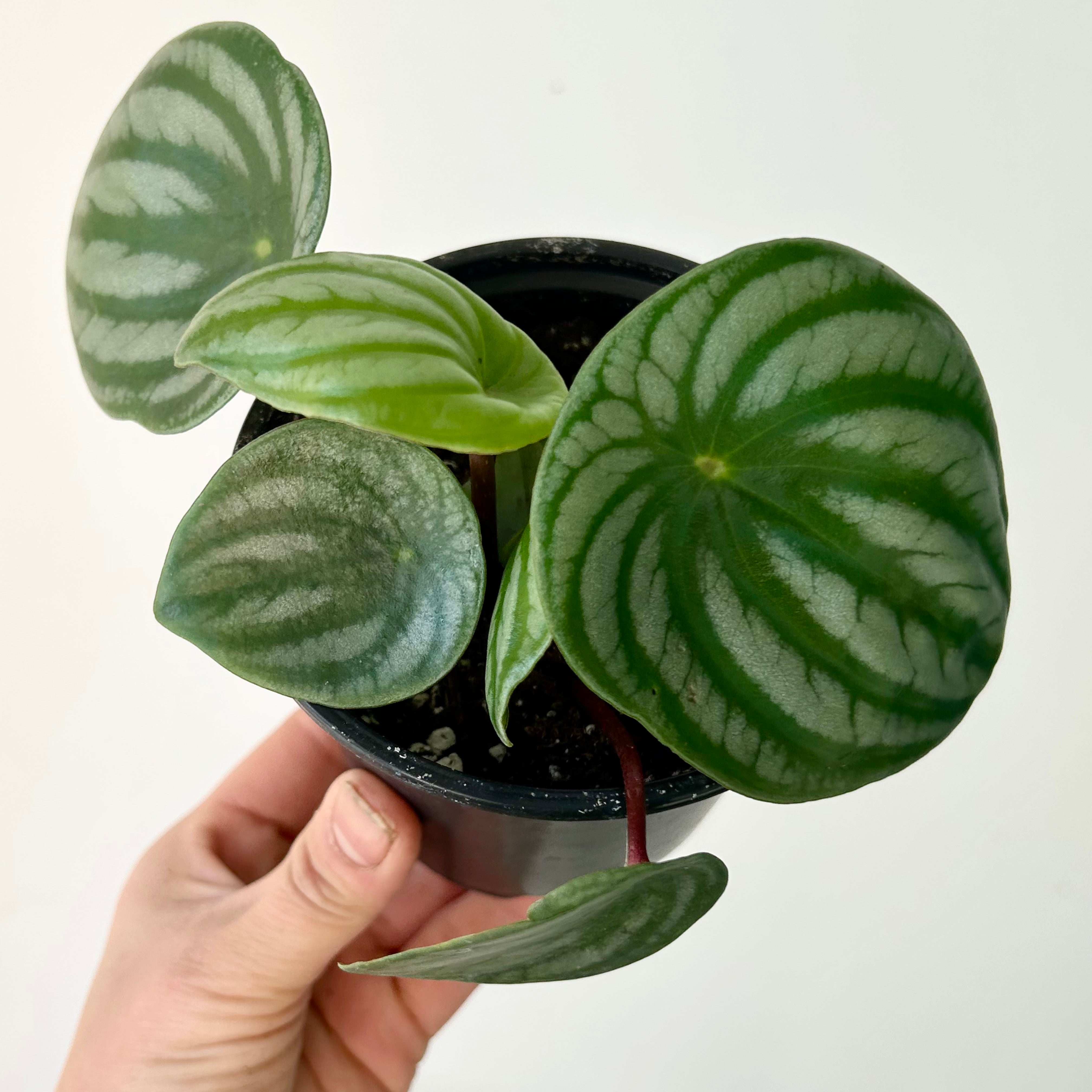 Peperomia argyreia “Watermelon" 4”pot