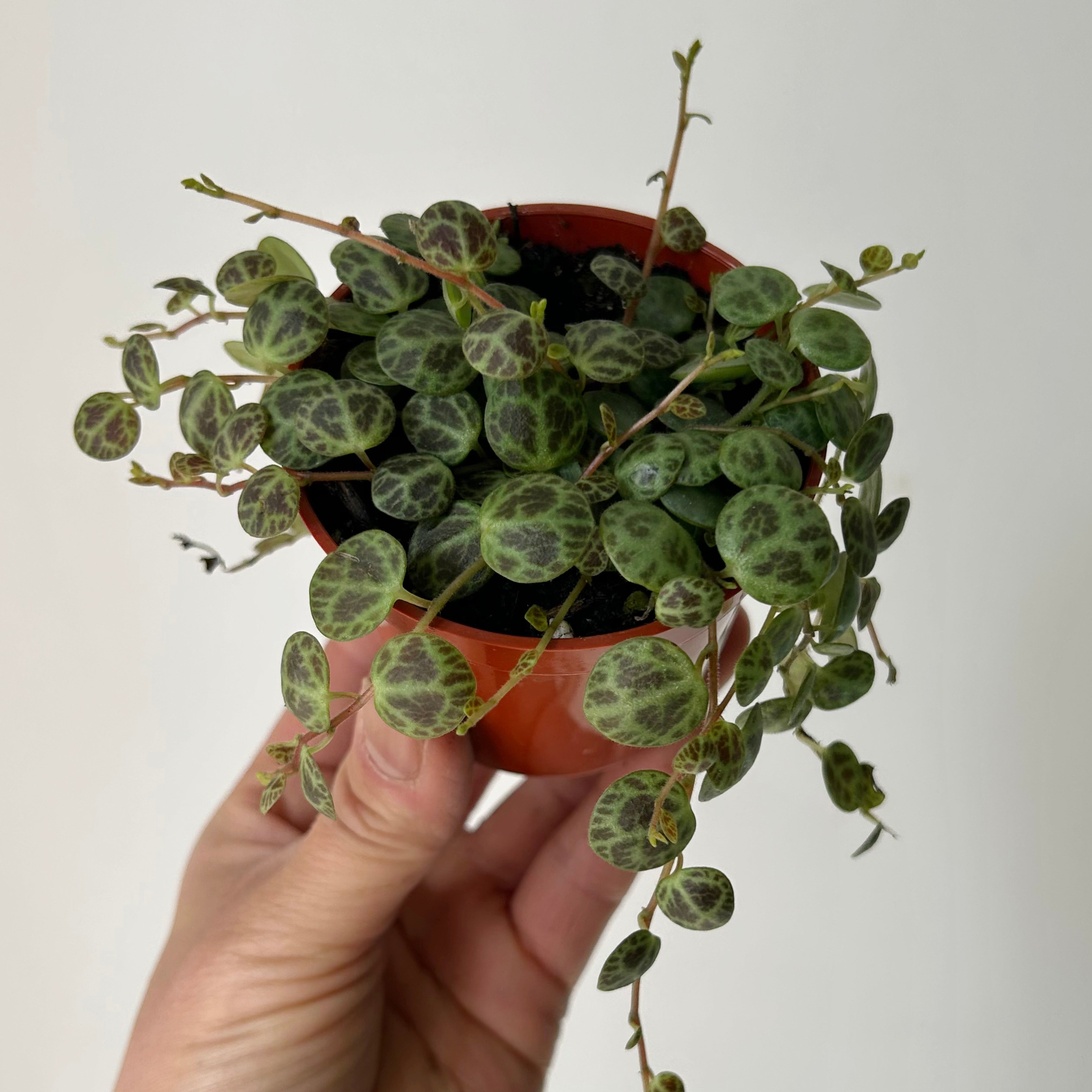 String of Turtles (Peperomia prostrata) 2.5”pot