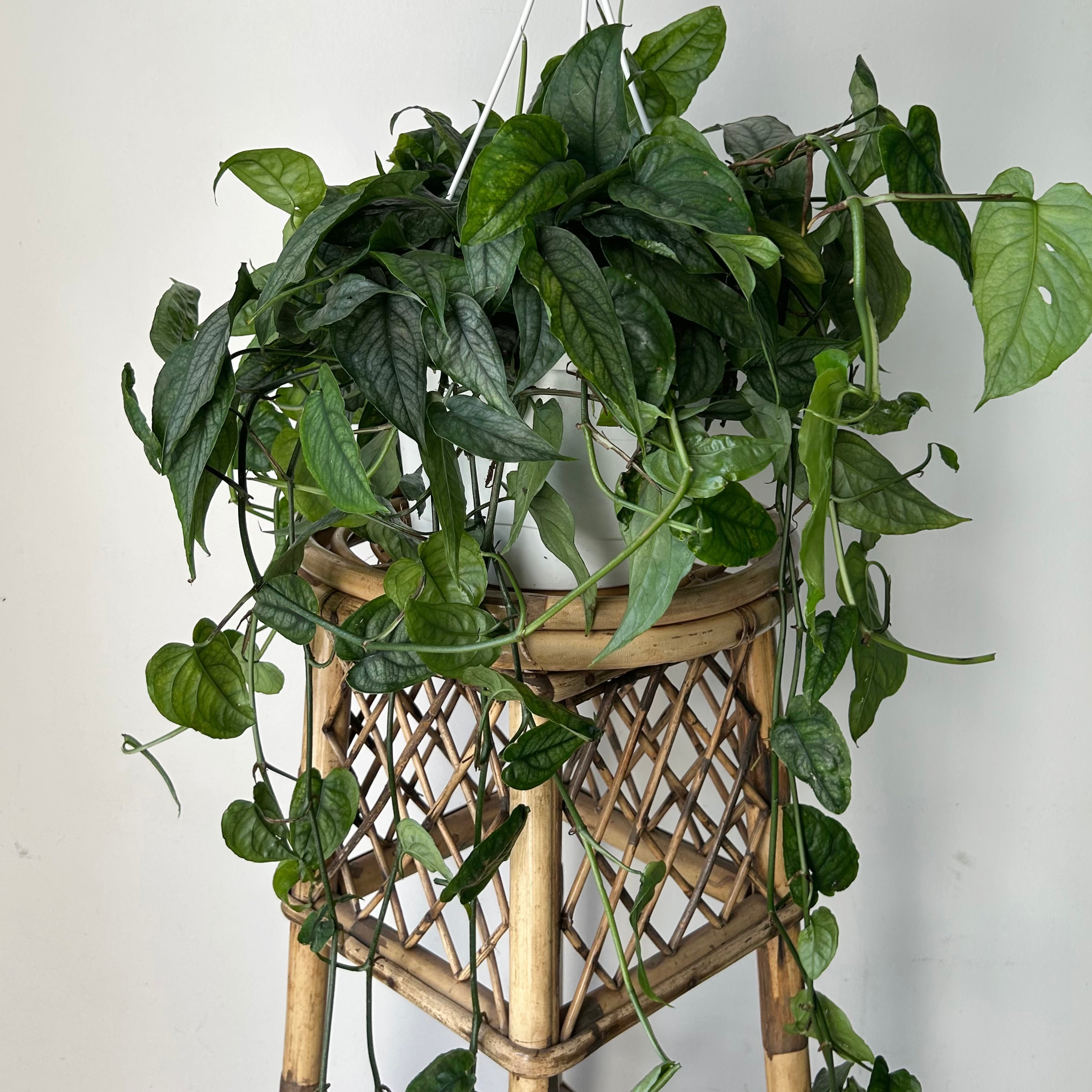 Monstera Siltepecana 8”hanging basket