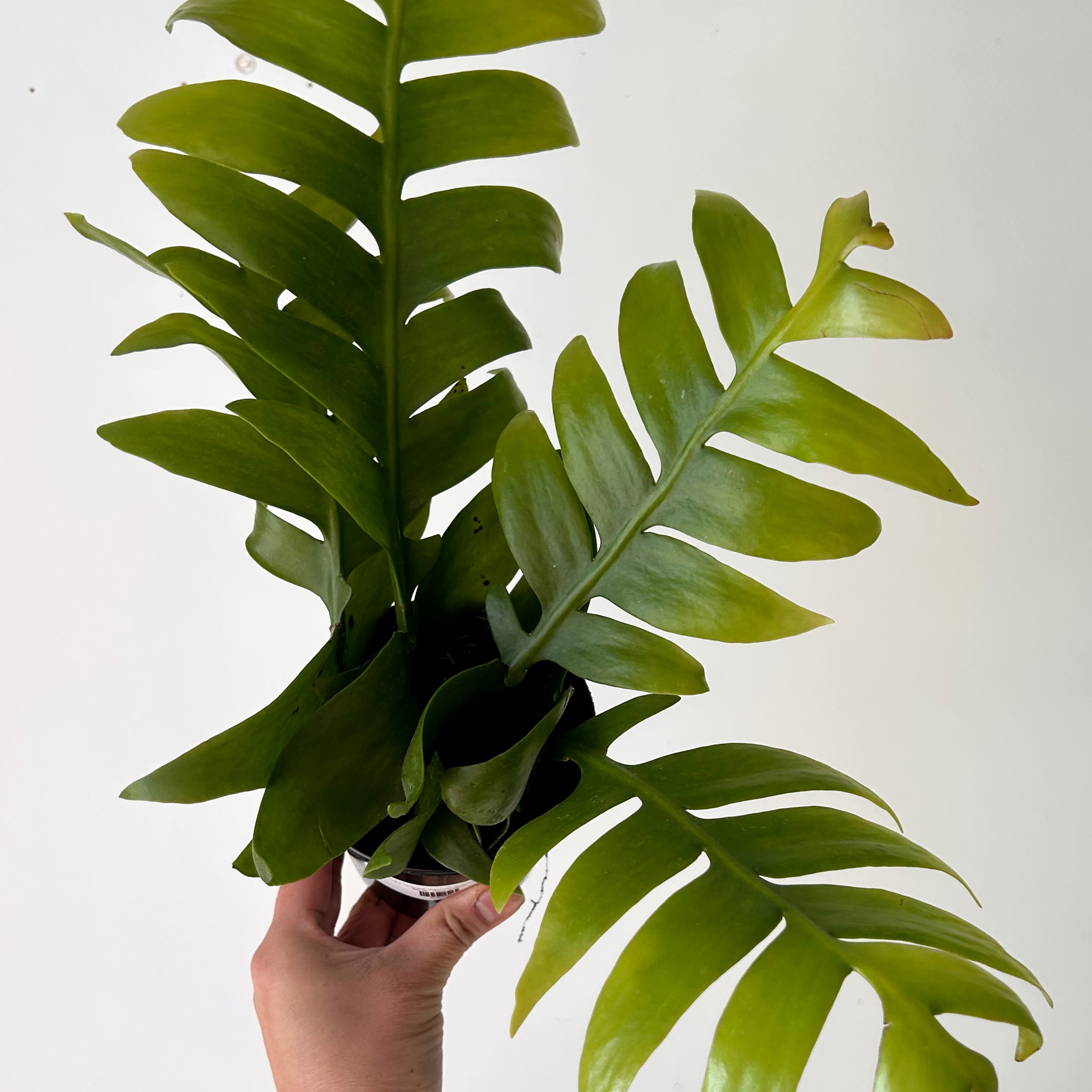 Fernleaf Orchid Cactus (Selenicereus chrysocardium) 4” pot