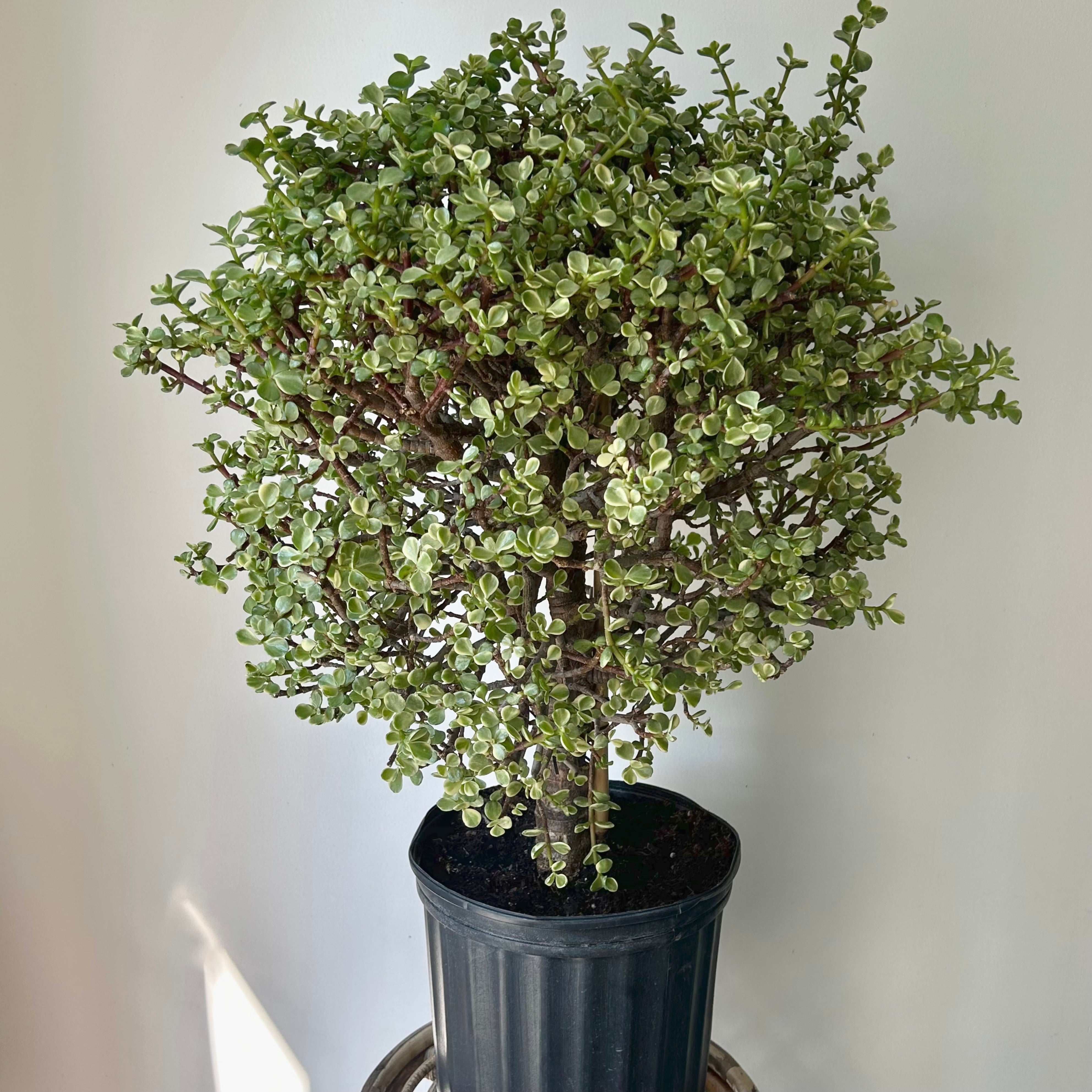 Elephant Bush Succulent Bonsai Form (Portulacaria Afra) approximately 3ft tall in 10”pot