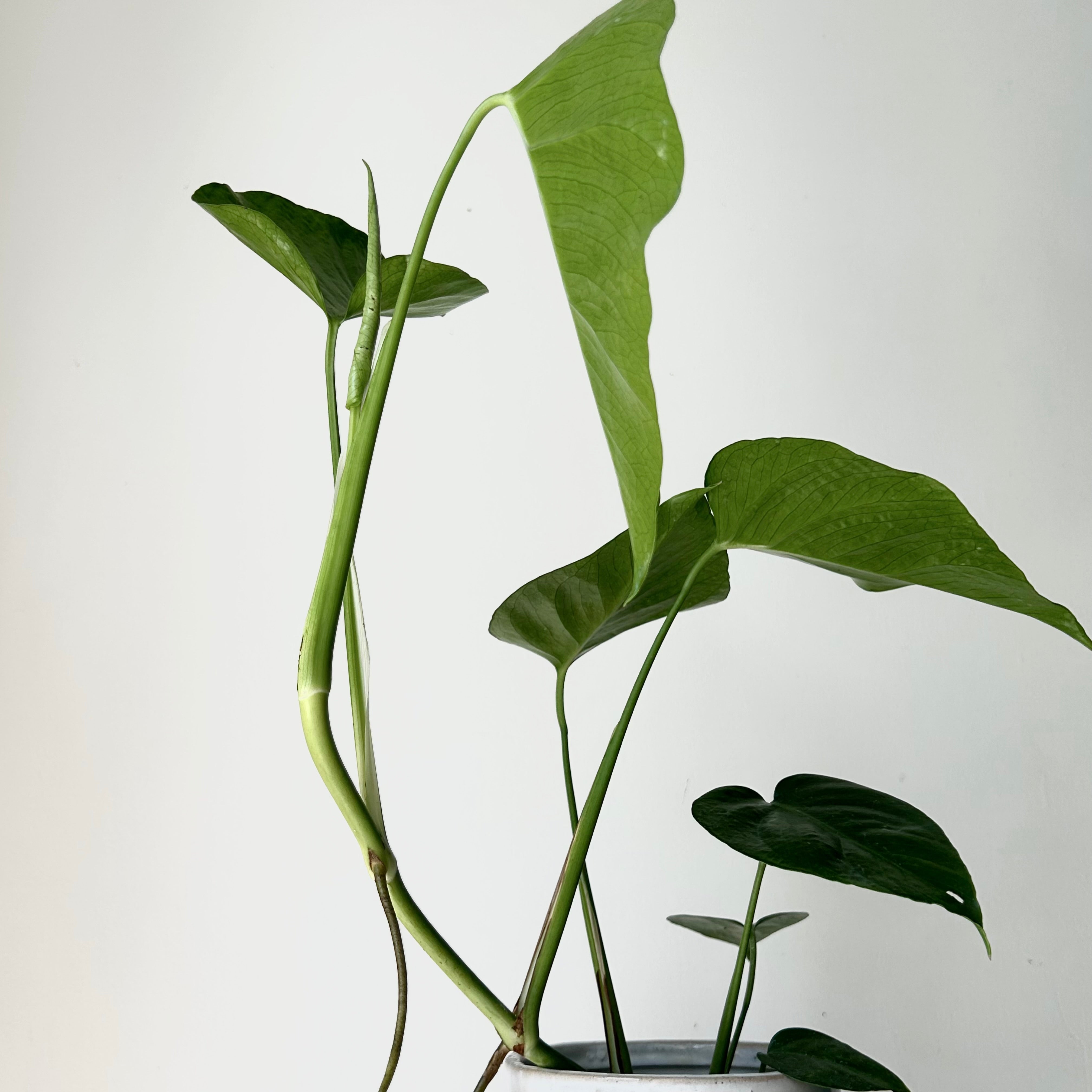 Monstera deliciosa “Sierrana”3.5” pot