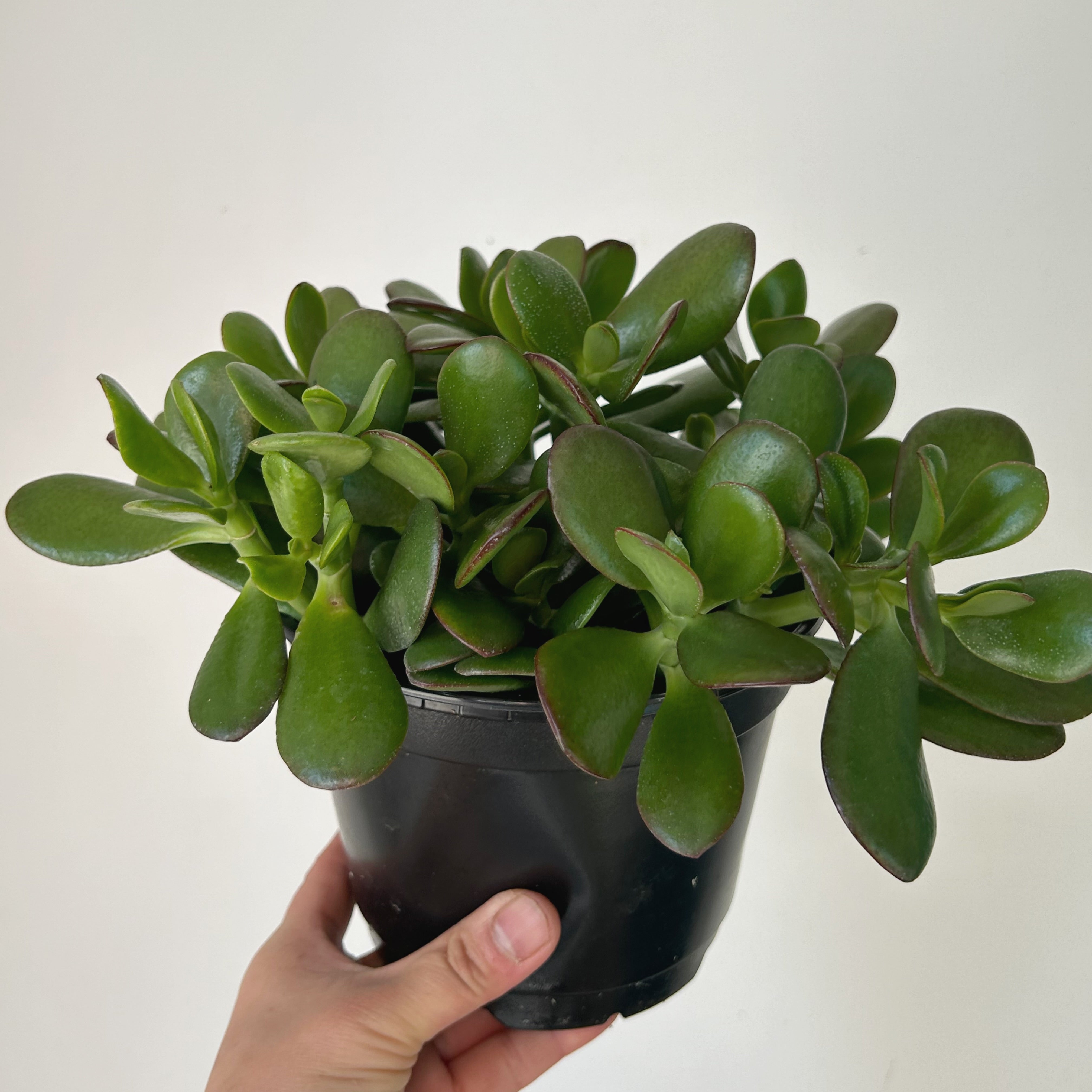 Jade Succulent (Crassula Ovata) 6” pot