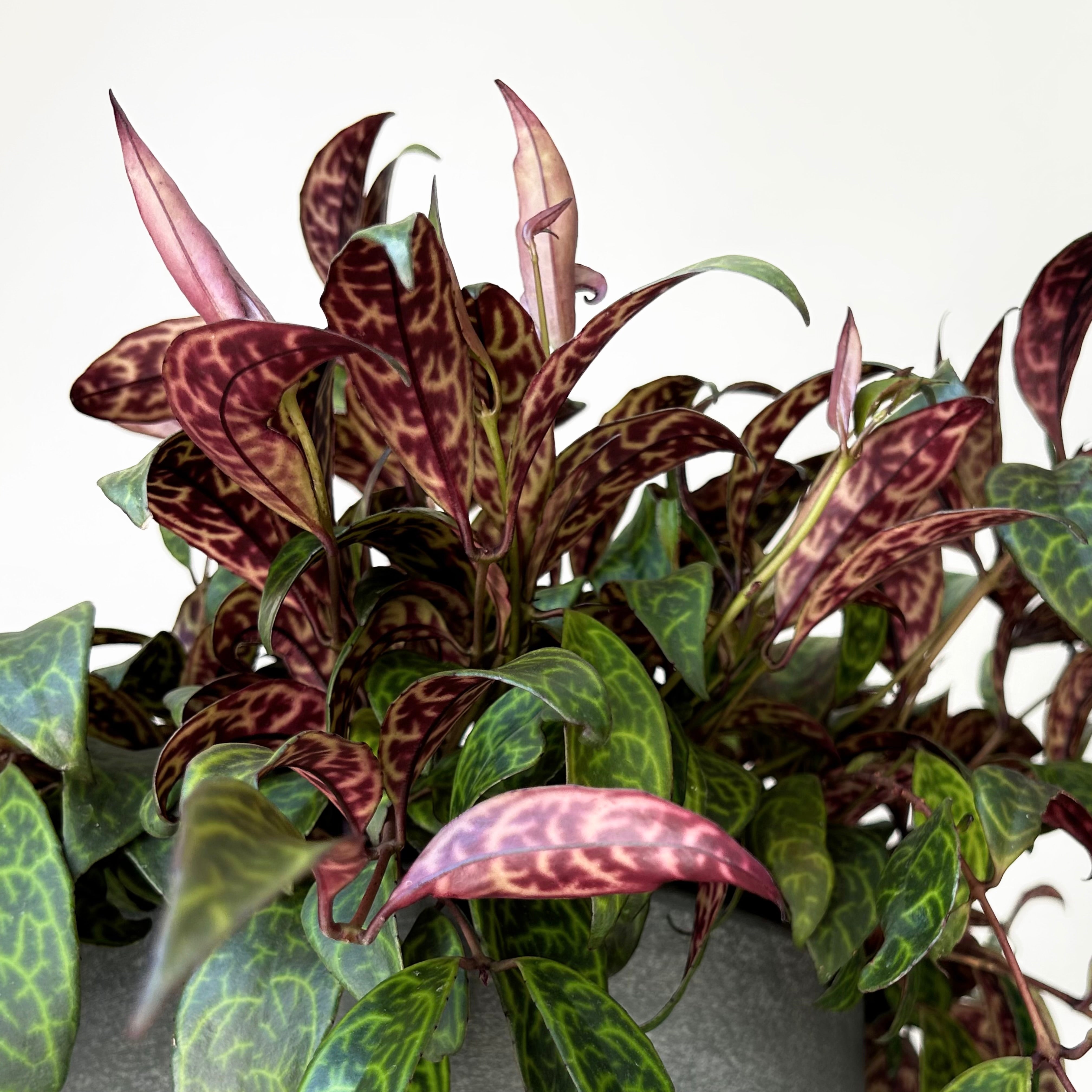 Black Pagoda Lipstick Vine (Aeschynanthus Longicaulis) 8" hanging basket