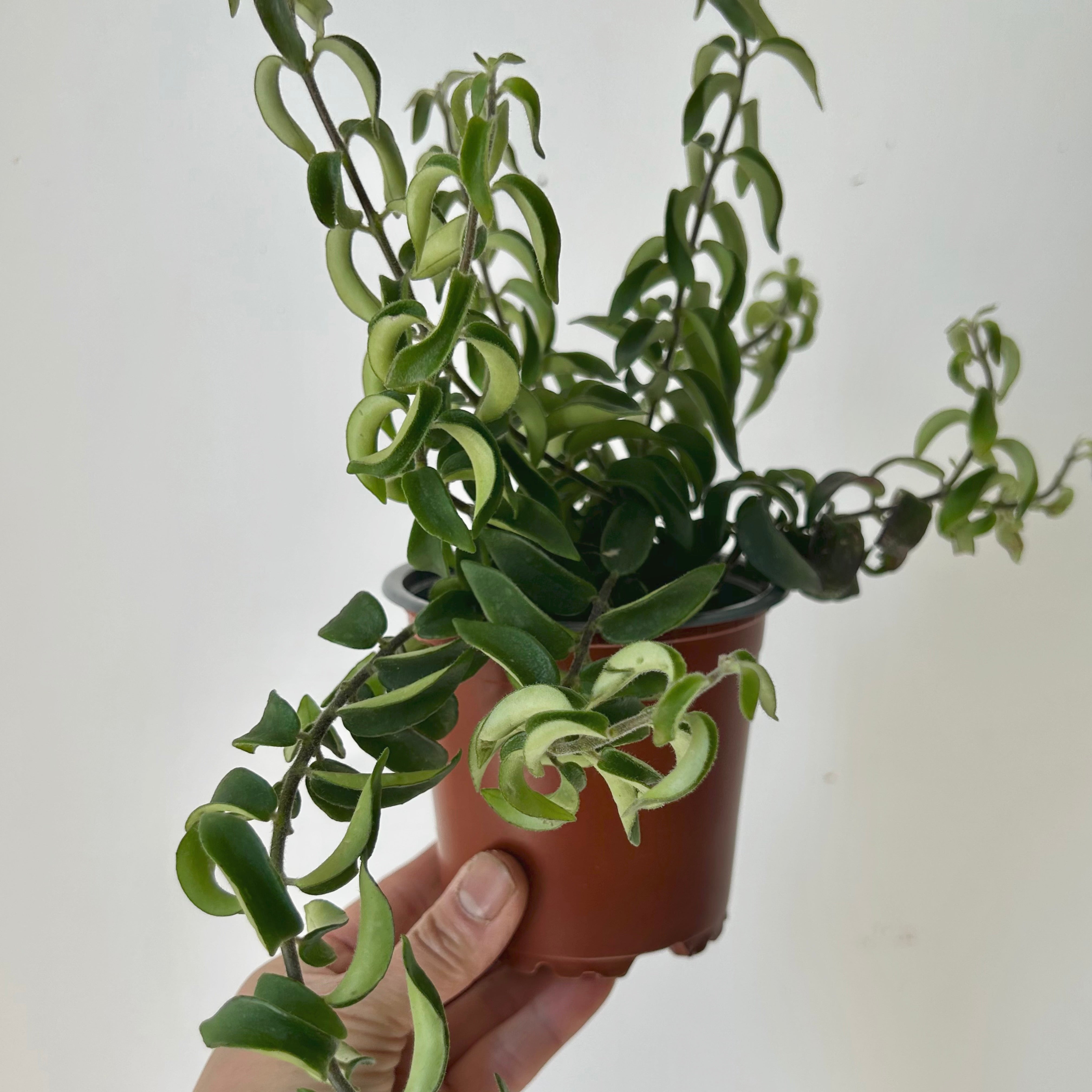 Curly Lipstick Plant “Twister”(Aeschynanthus ) 3.5”pot