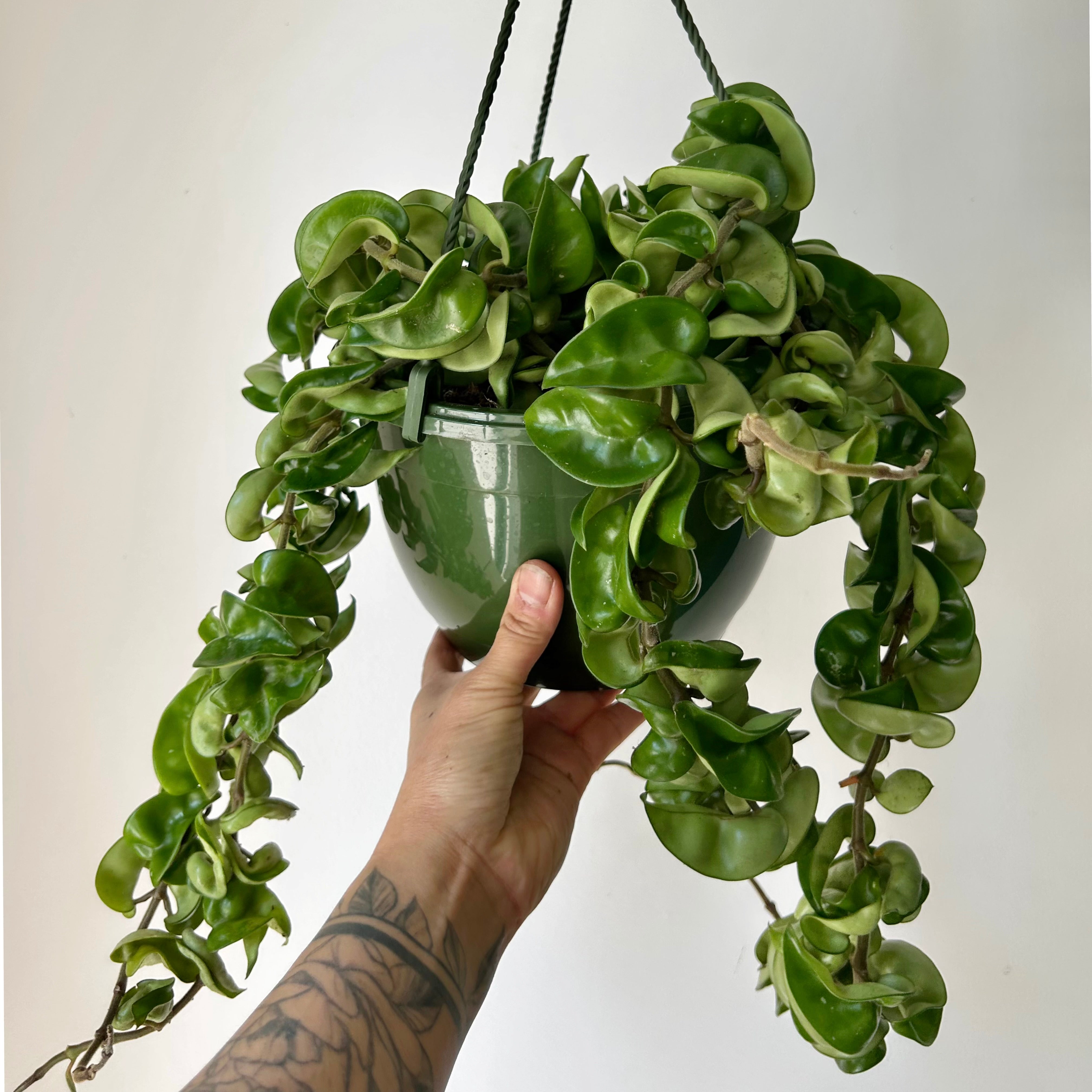 Rope Hoya (Carnosa compacta) 8”hanging basket
