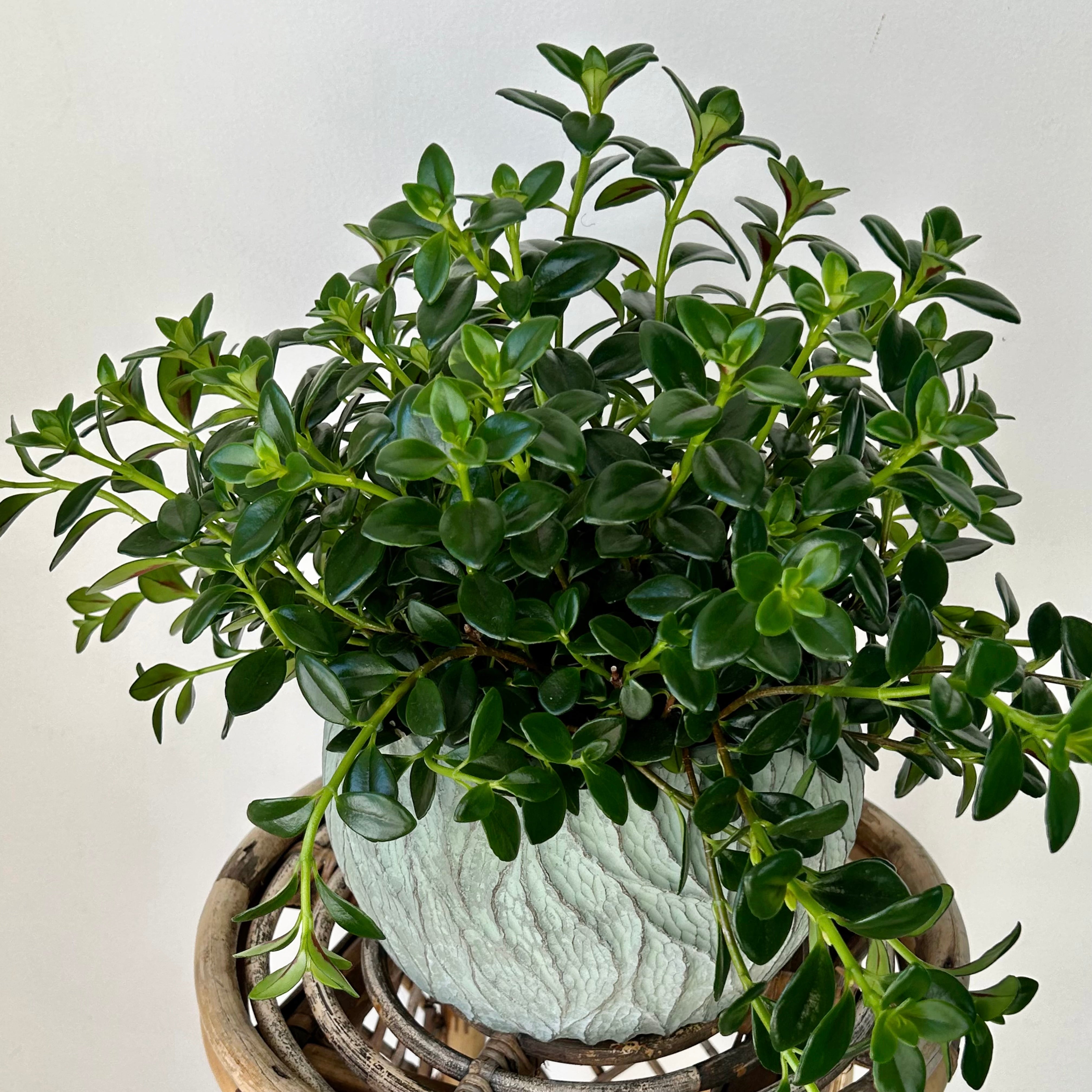 Goldfish Plant “Shady Lady” Nematanthus) 6” pot