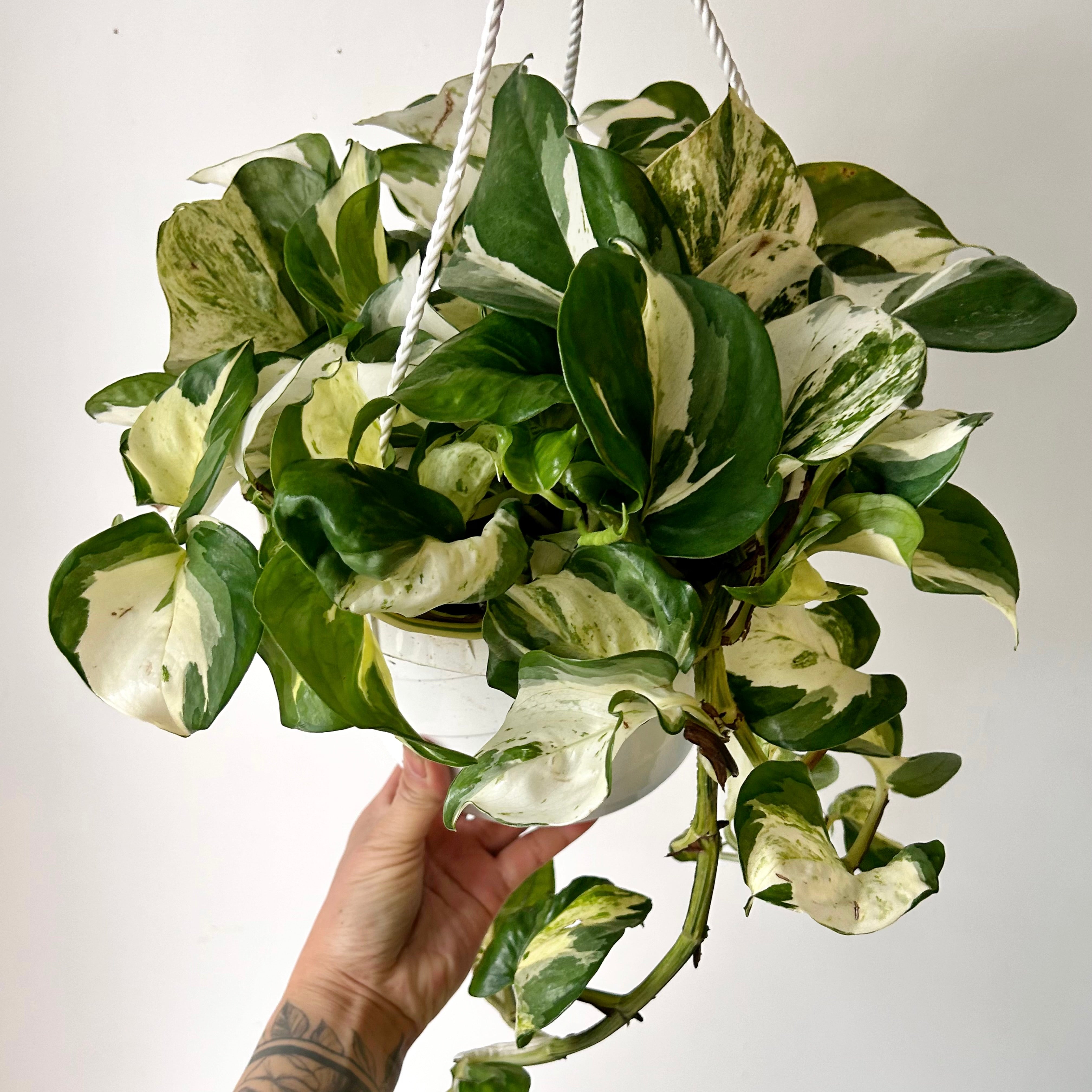 Manjula Pothos 8” hanging basket