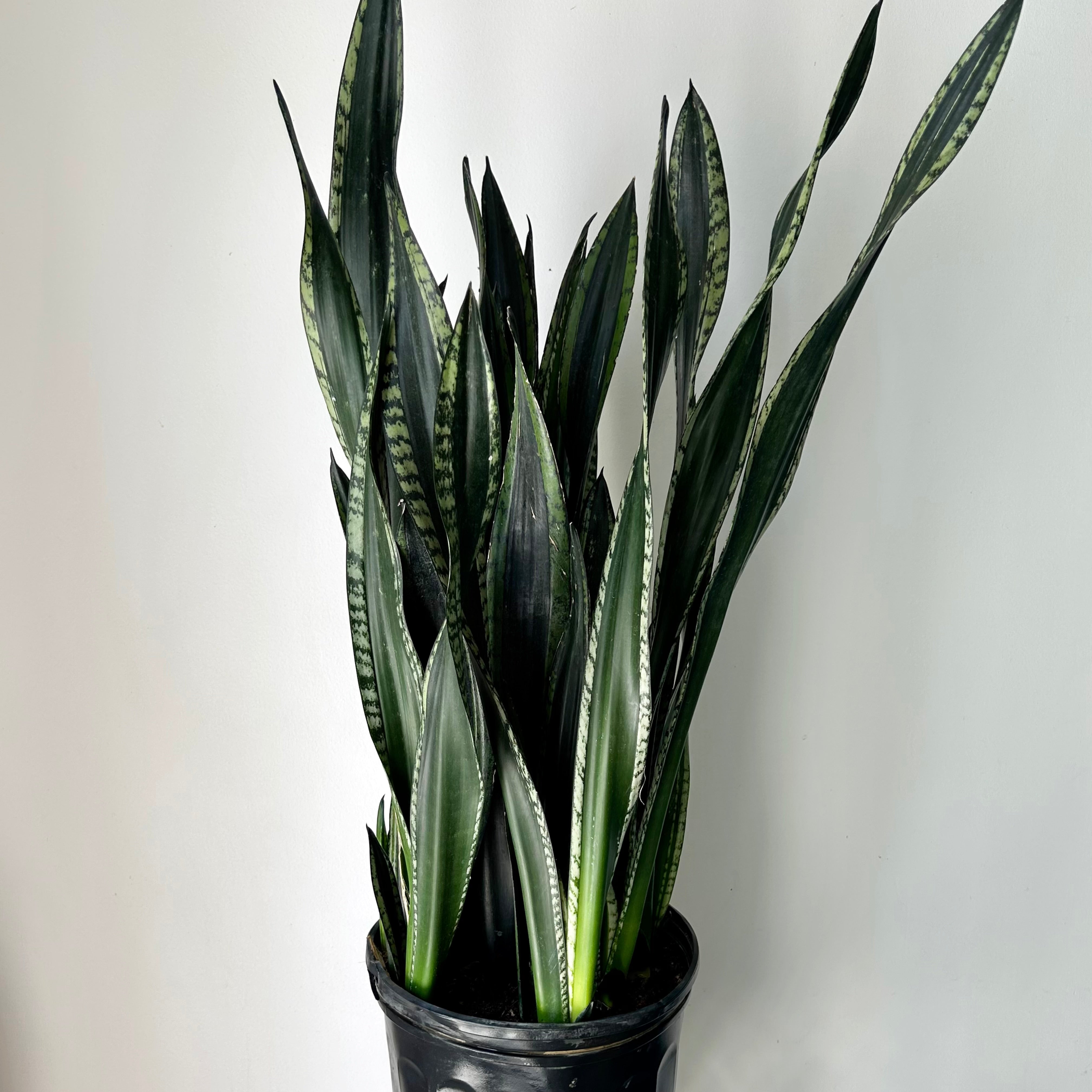 Sansevieria “Whitney” approximately  3ft tall 10” pot