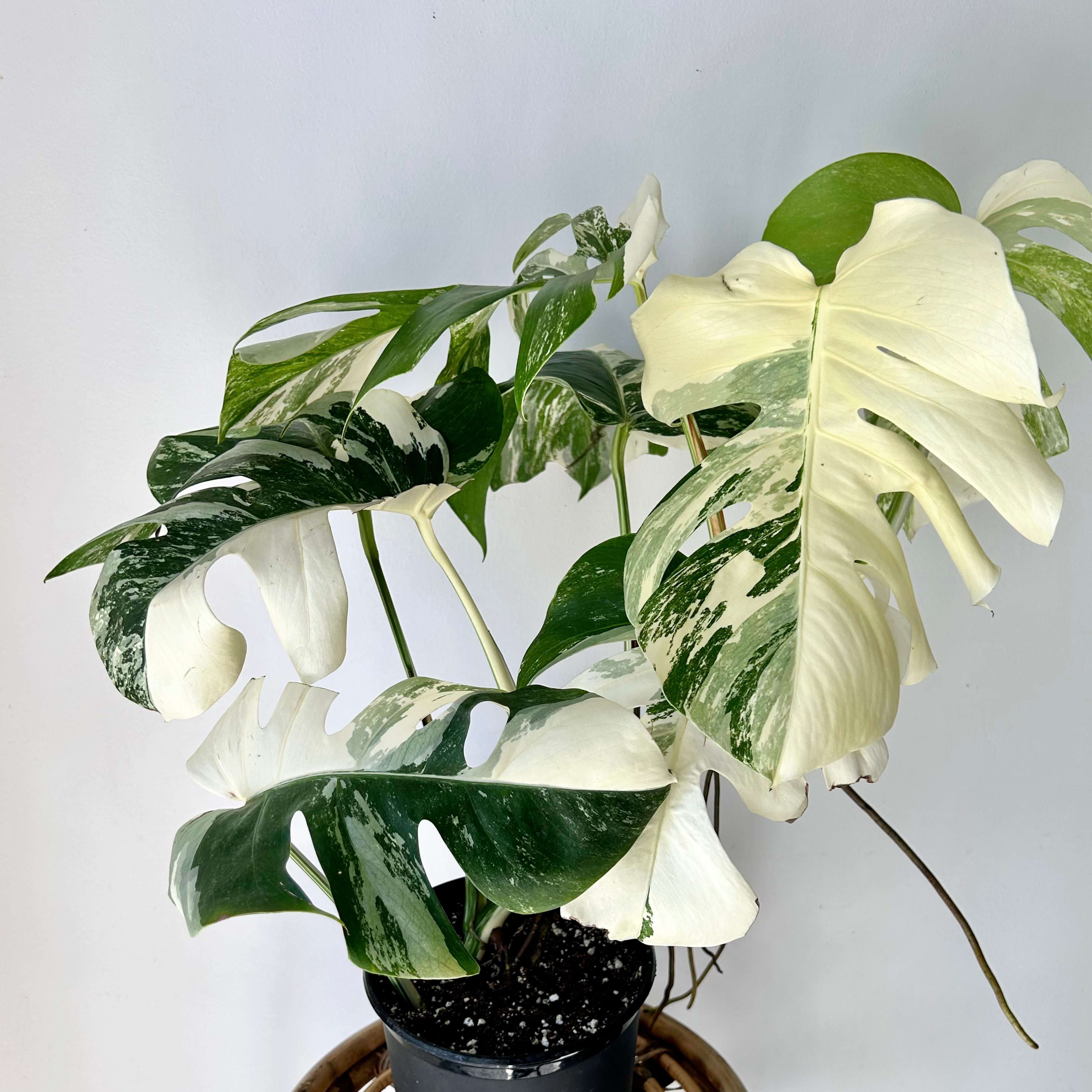 Monstera Albo Variegata 6”pot