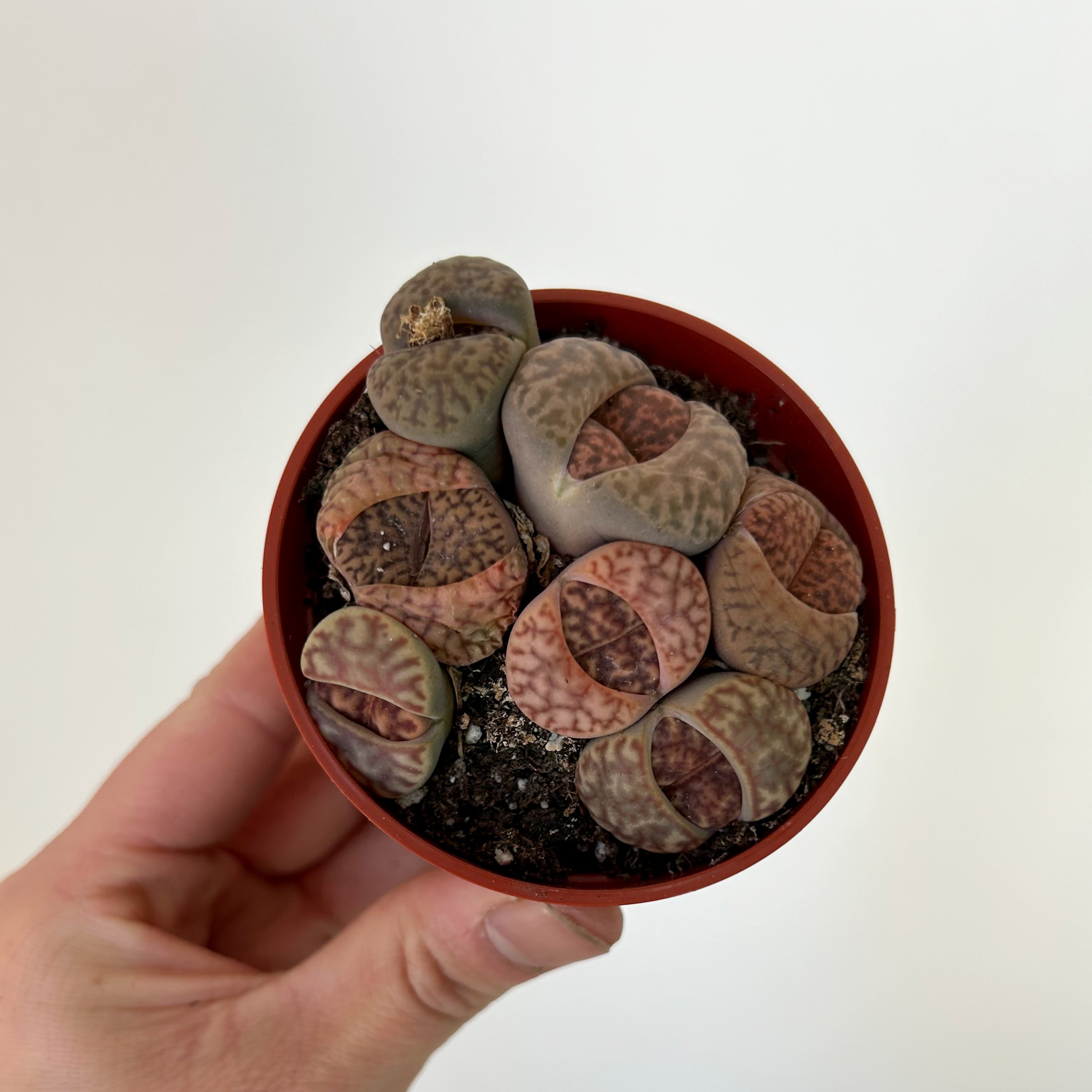 Living Stone Succulent (Lithops) 3" pot