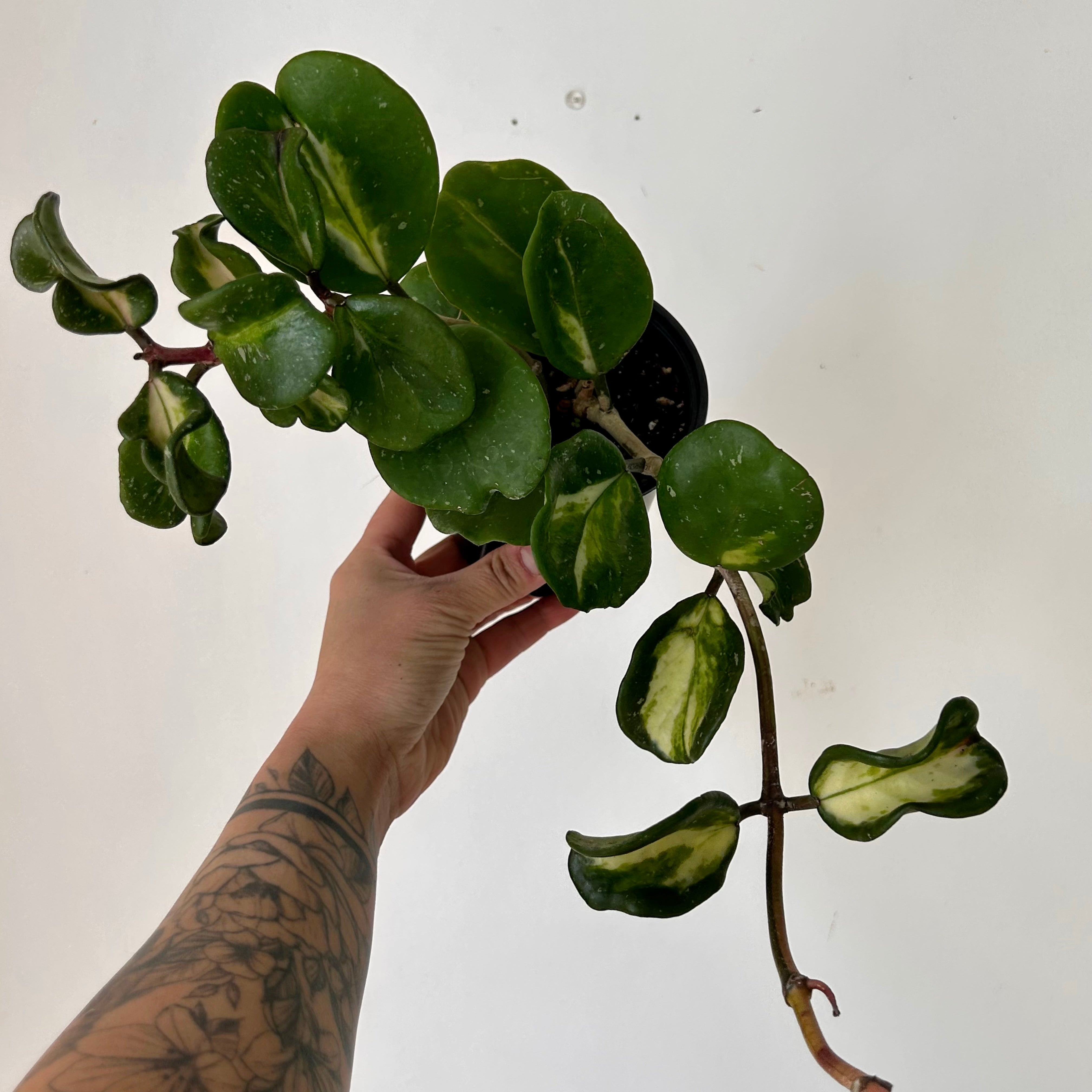 Variegated Hoya obovata “Splash” 4” pot