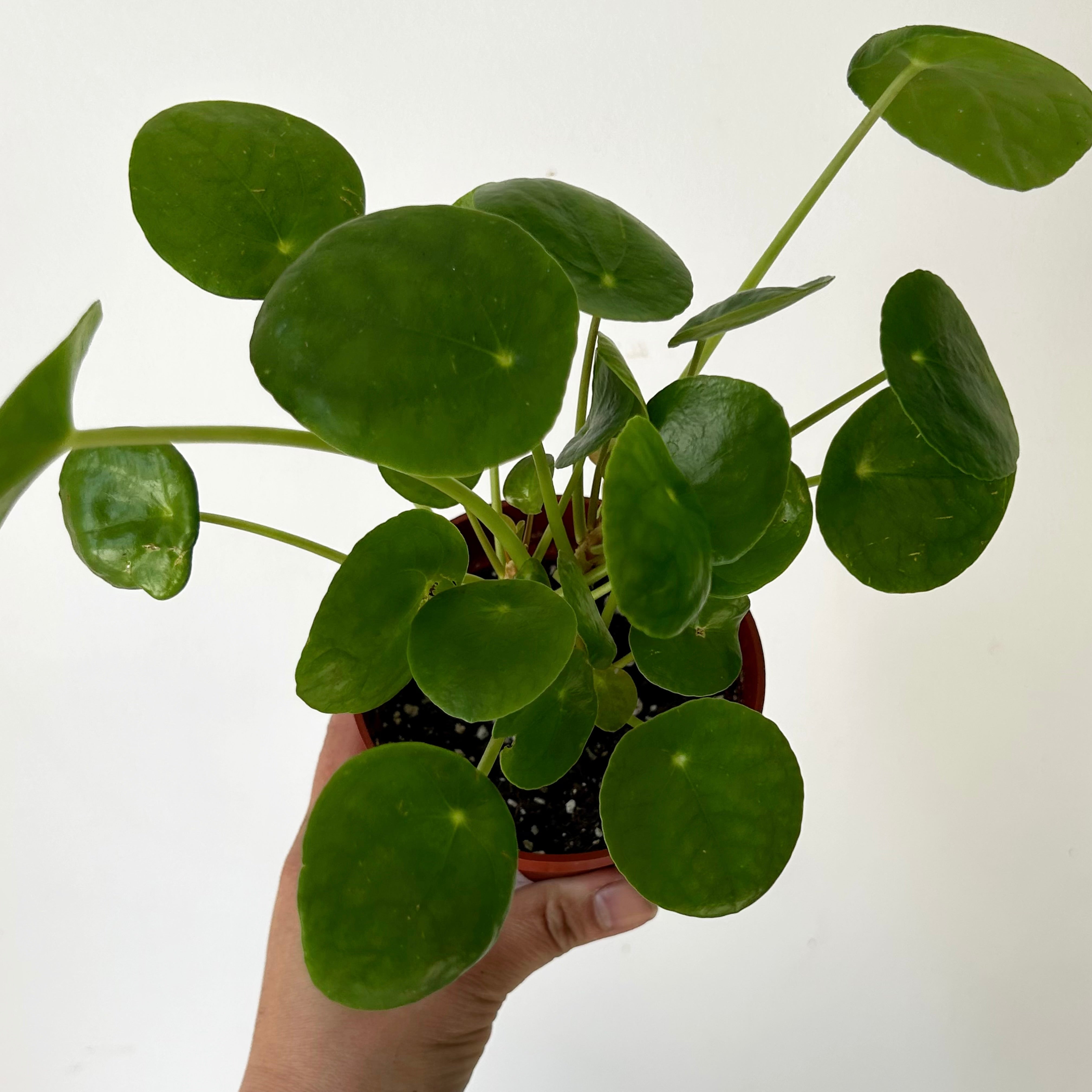 Chinese Money Plant (Pilea Peperomioides ) 4”pot