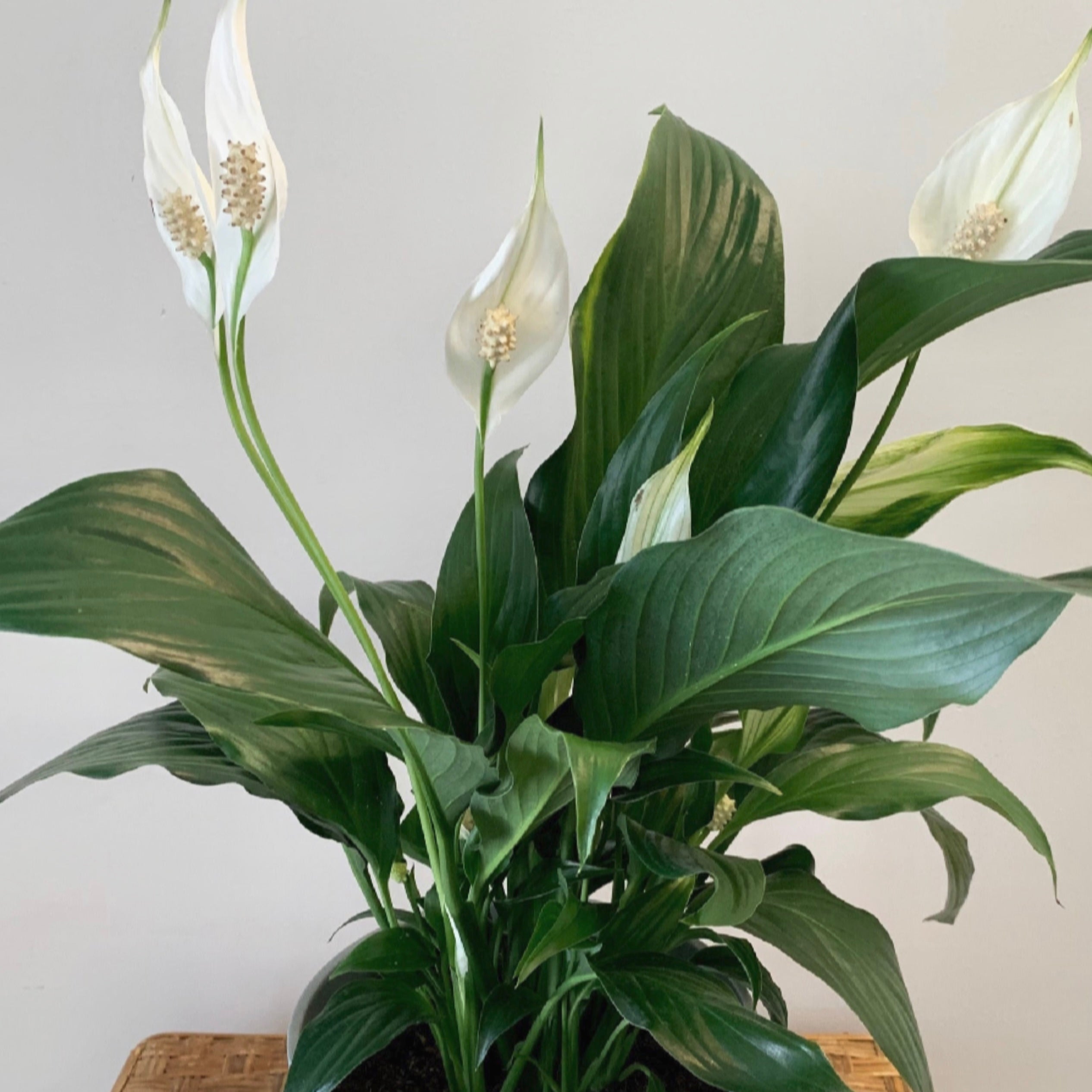 Peace Lily (Spathiphyllum) 4”pot