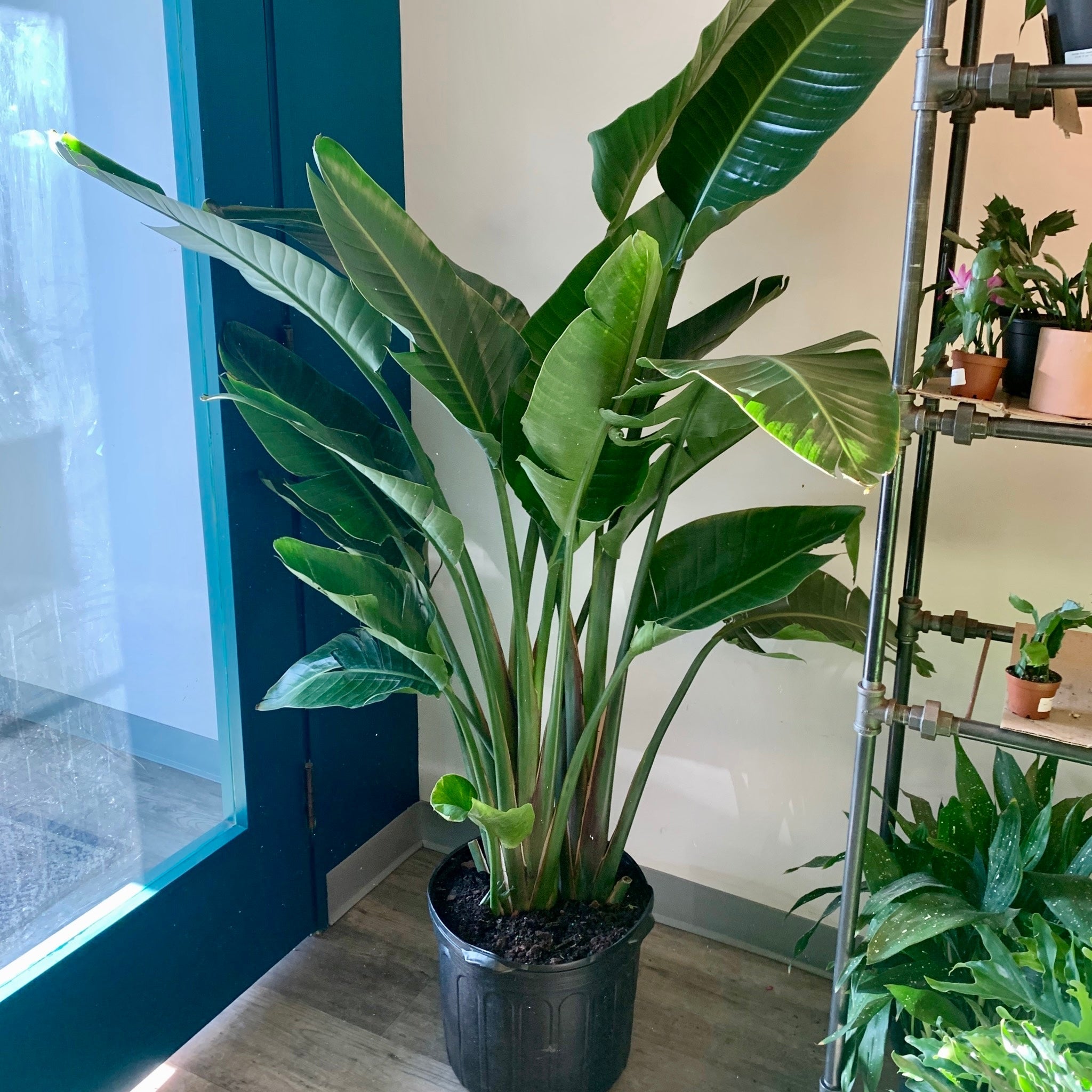 Bird of Paradise (Strelitzia Nicolai) approximately 5ft tall in 12”pot