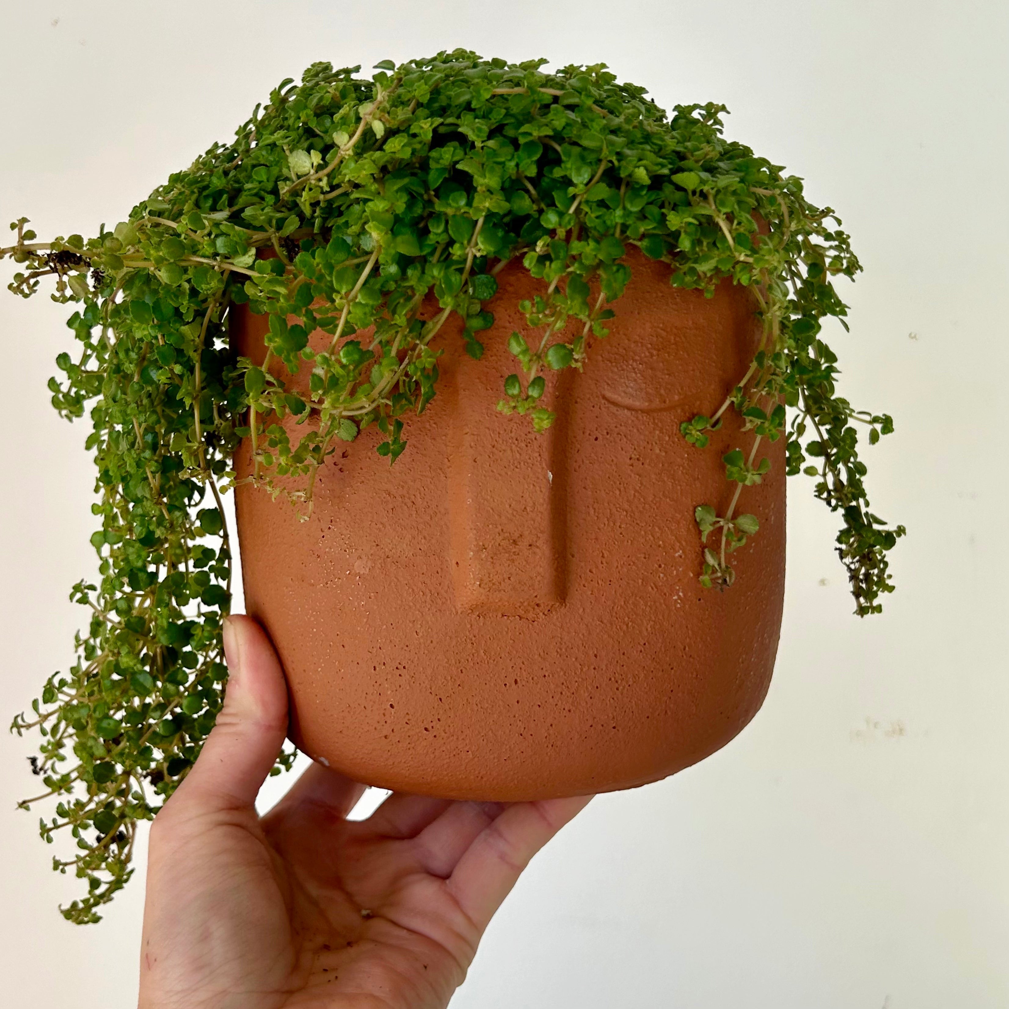 LEO Concrete Face Planter TERRA COTTA ORANGE 5"X5.25"