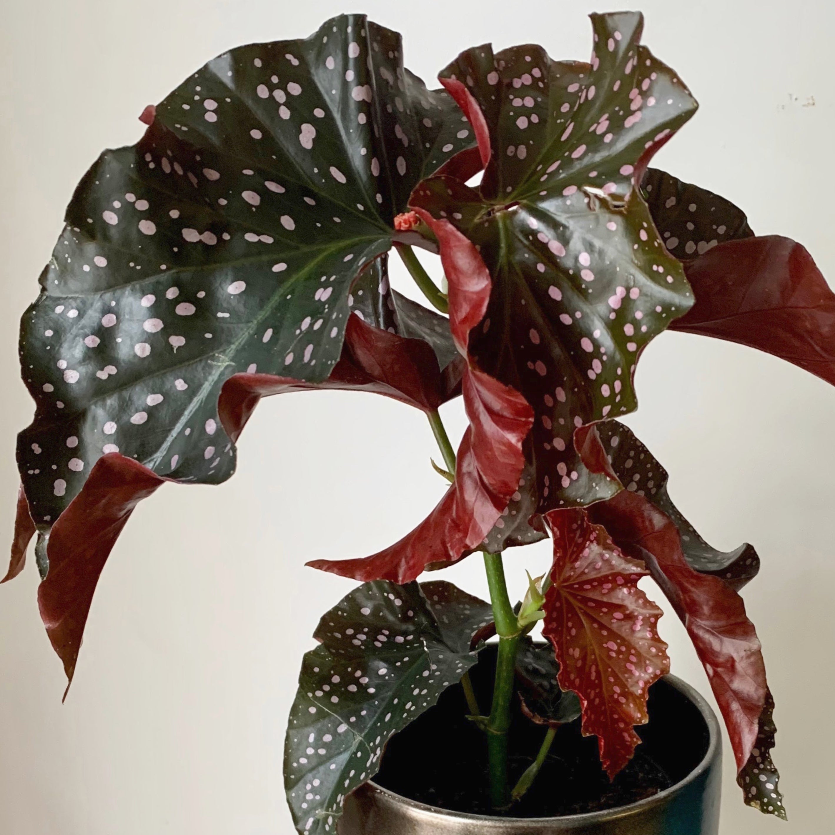 Begonia "Crackling Rosie" 4”pot