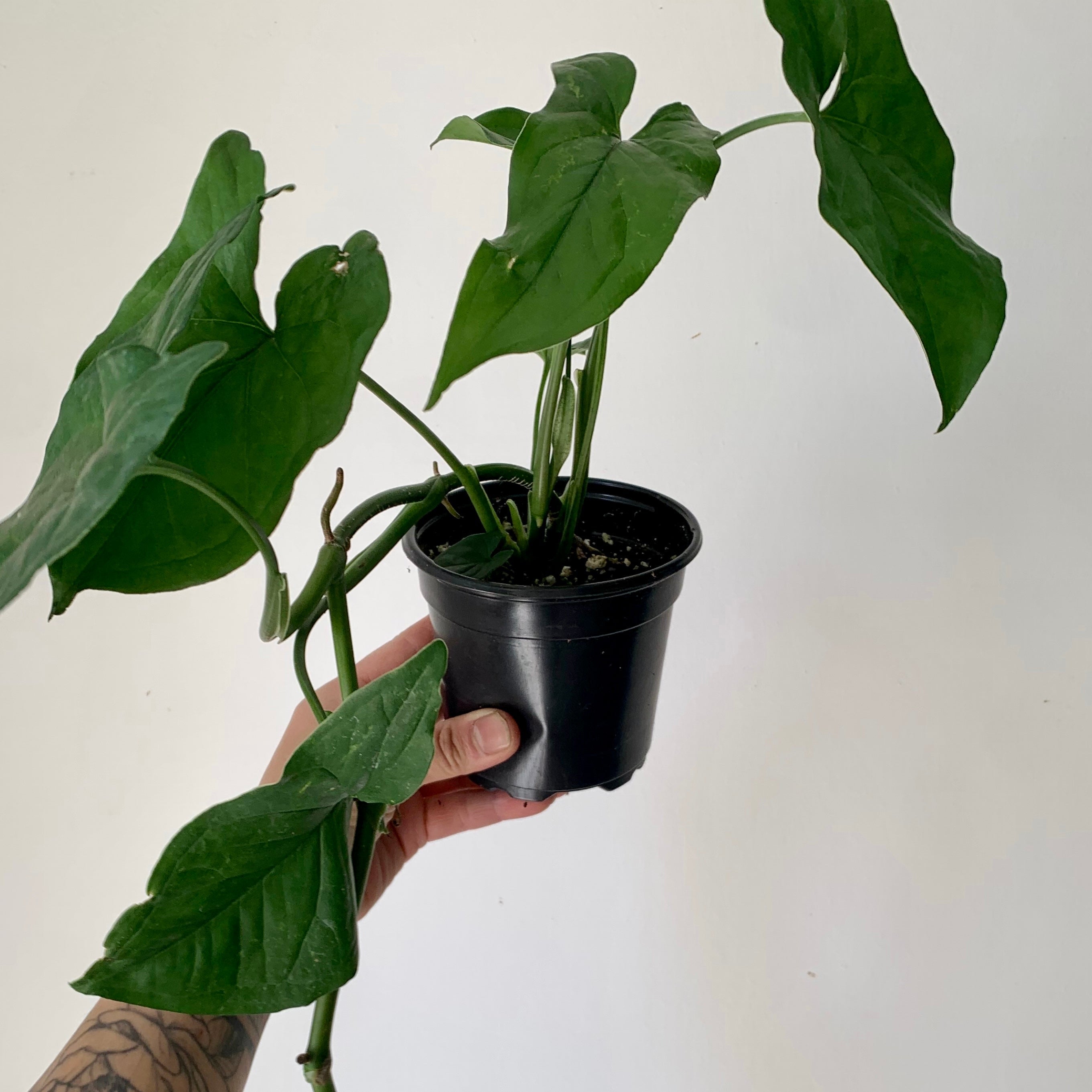 Syngonium podophyllum "Green Arrow" 4" pot