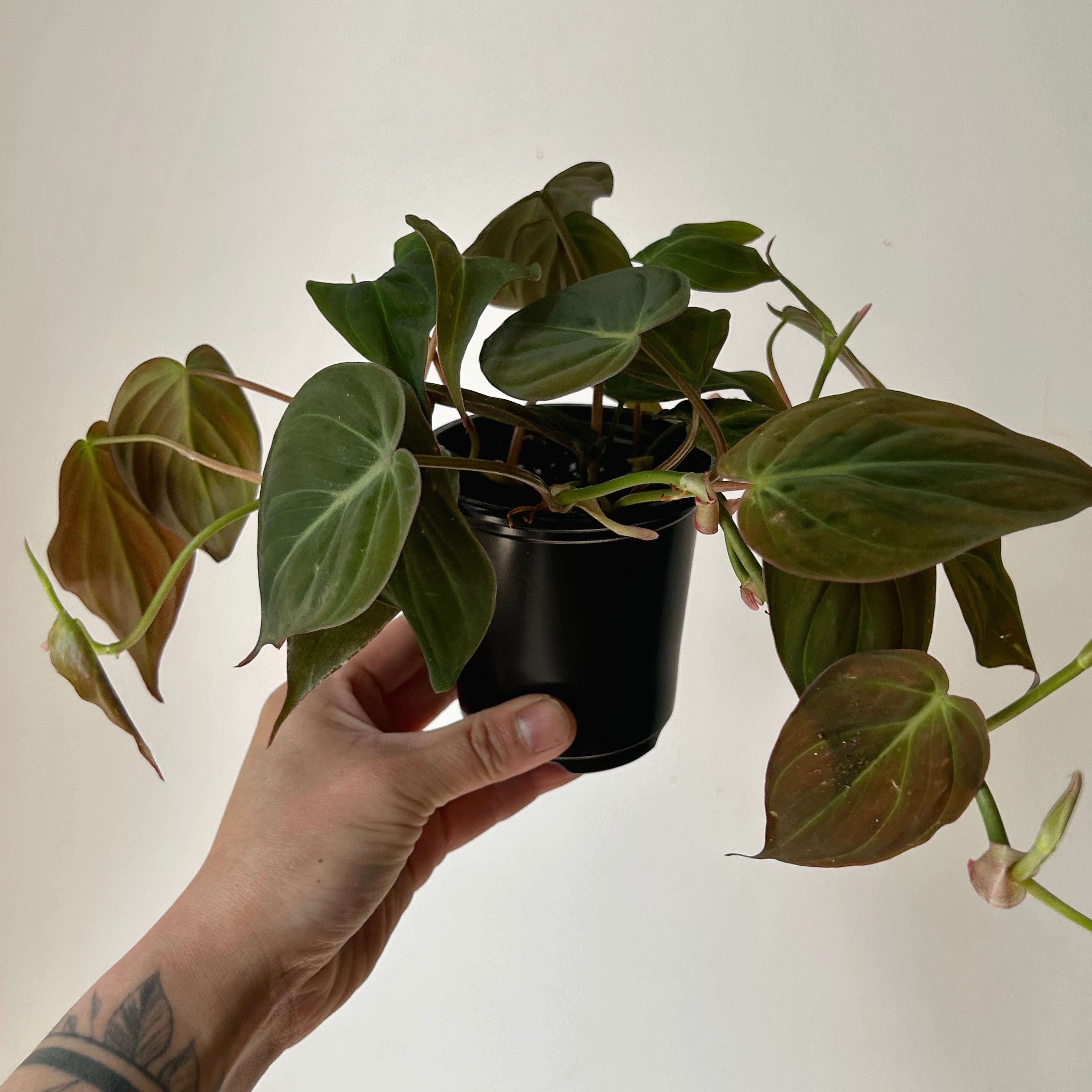Philodendron Micans 3.5"  pot