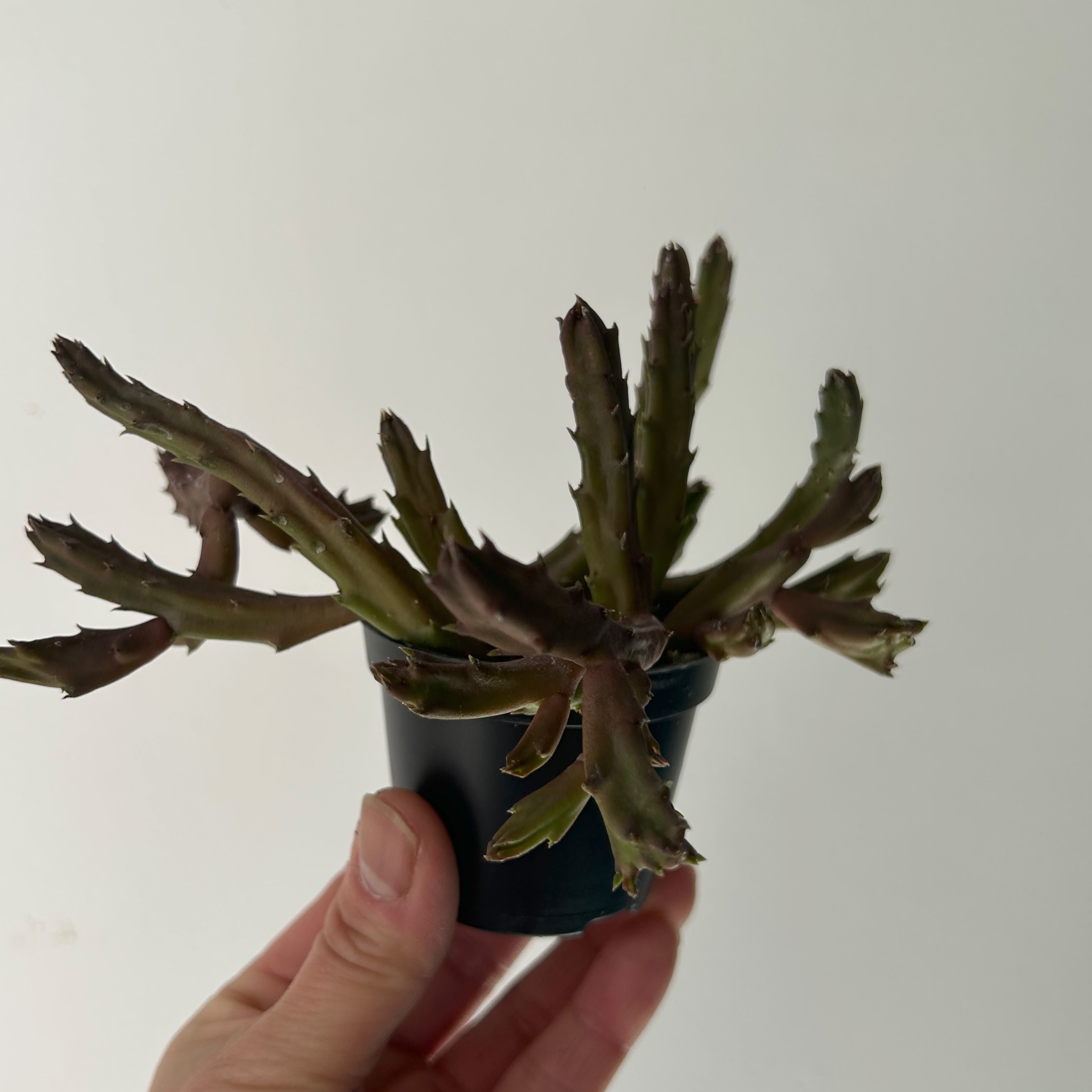 Stapelia schinzii 2.5” pot