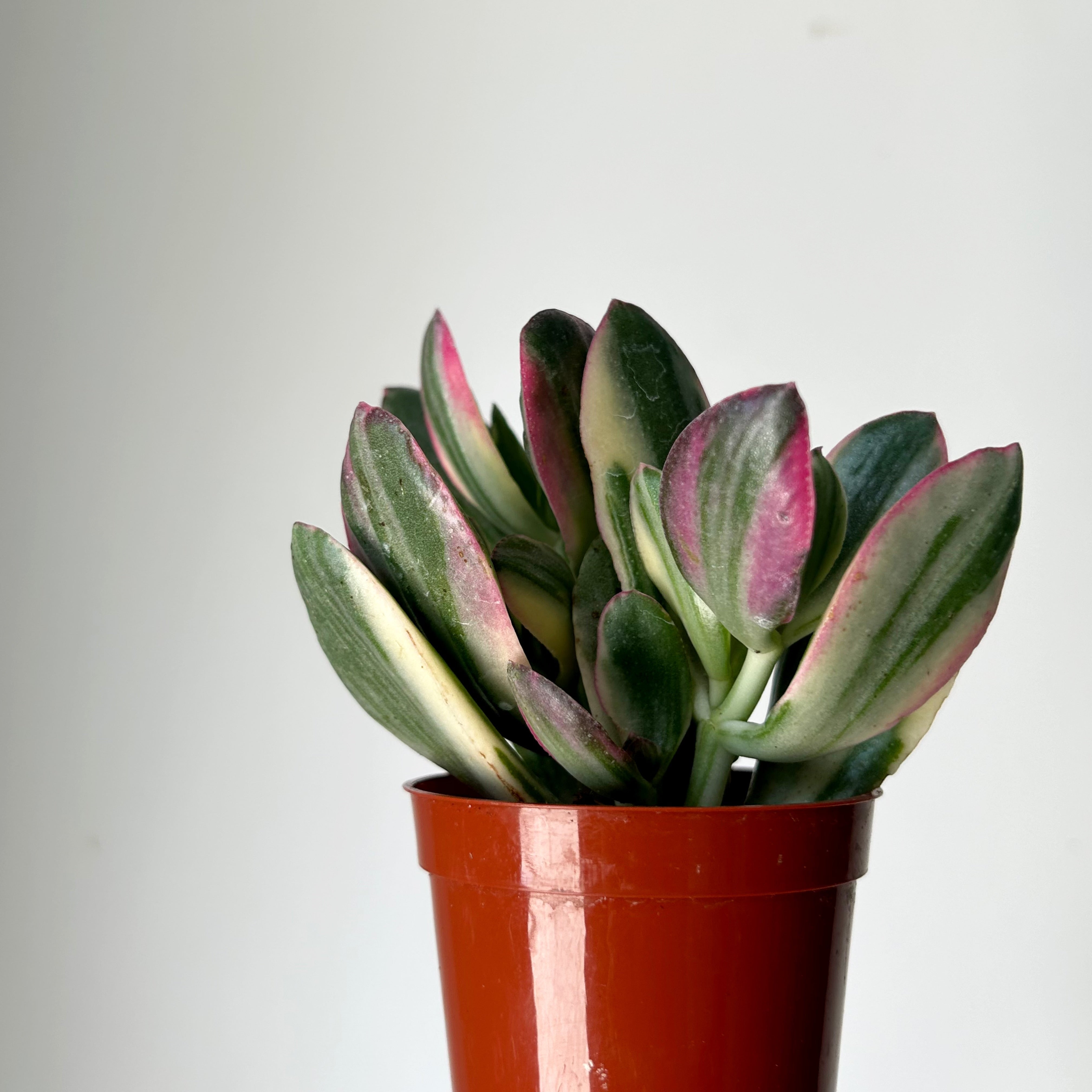 Variegated Jade Succulent  (Crassula Ovata Tricolour) 3.5”pot