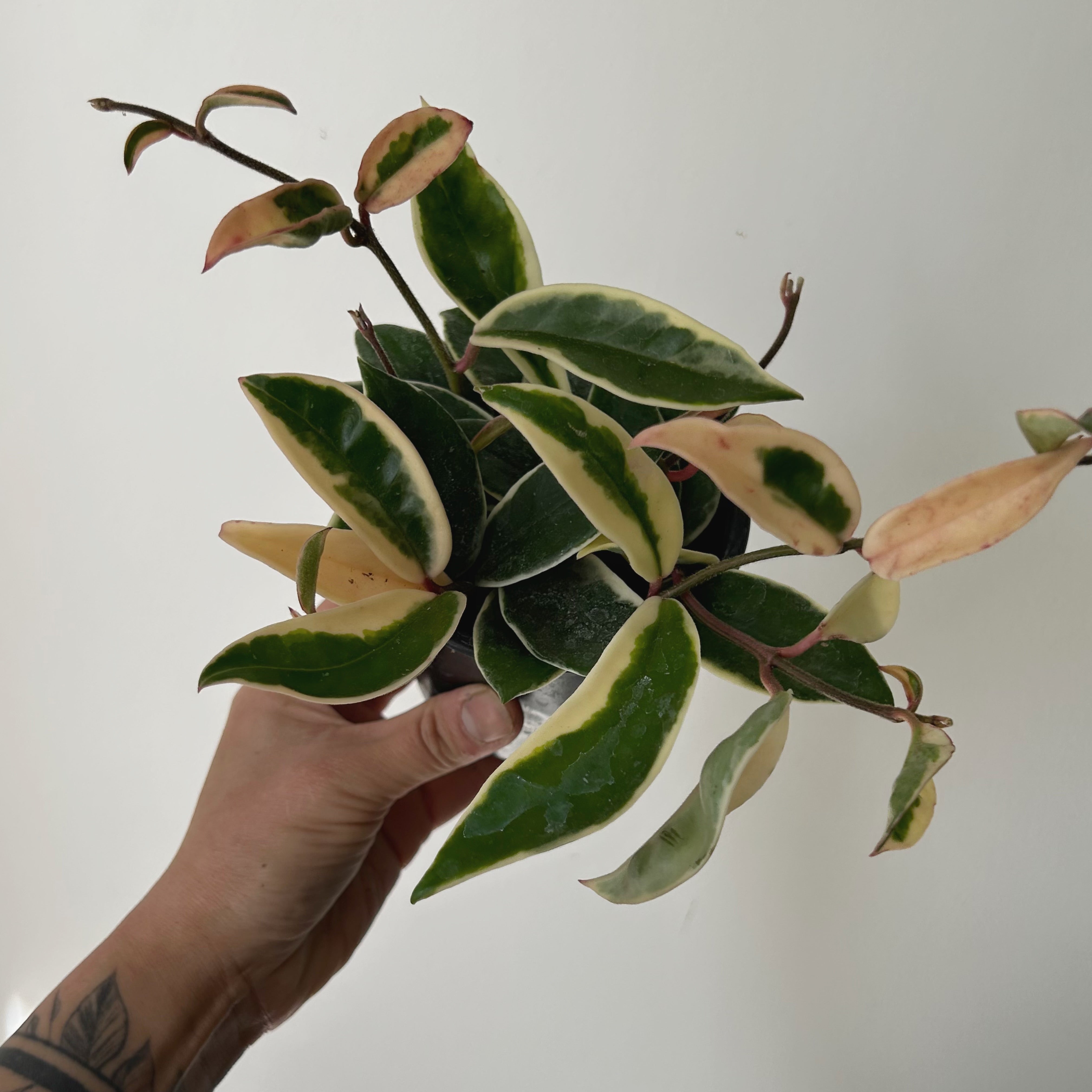 Hoya carnosa "Krimson Queen” 3.5”pot