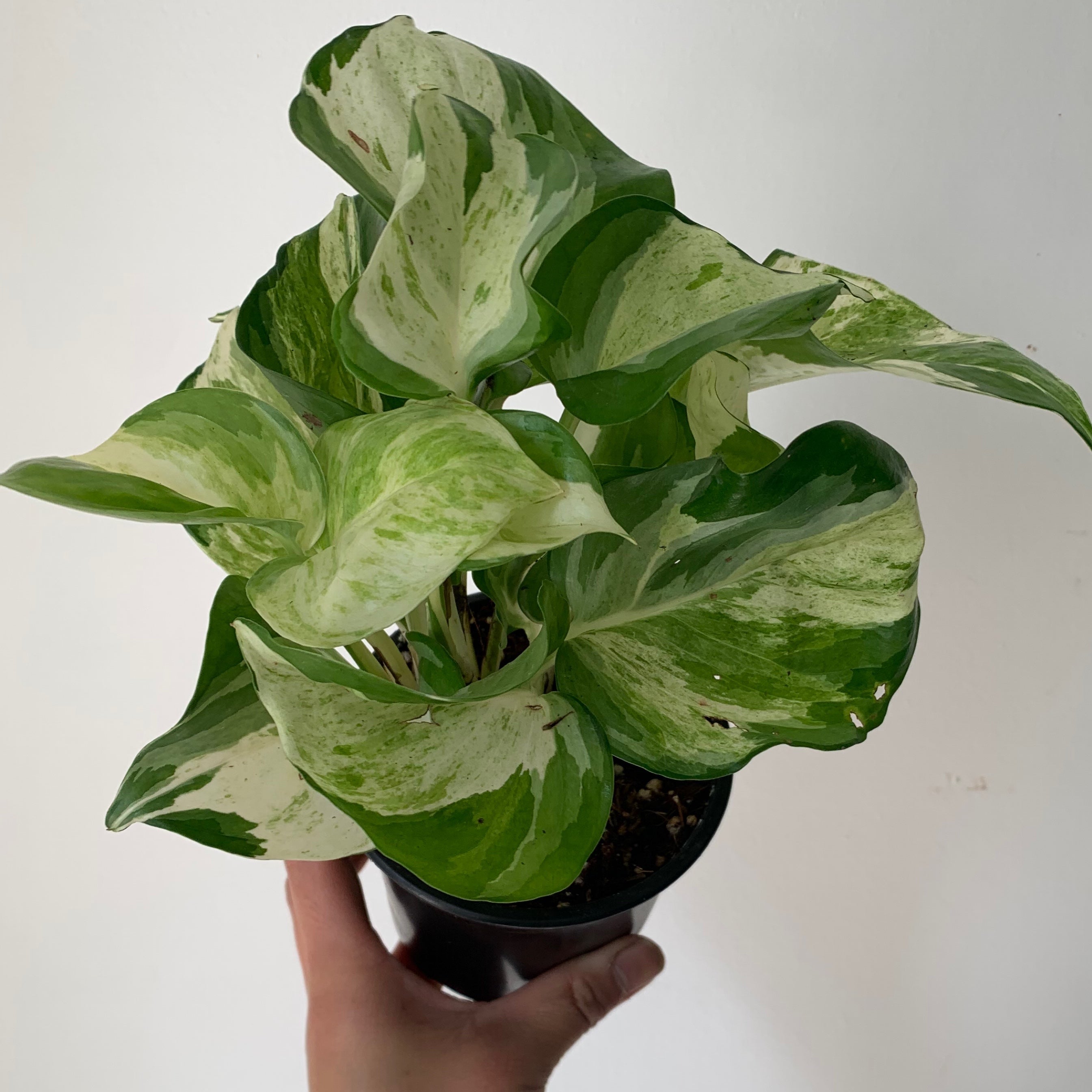 Manjula pothos 4”pot