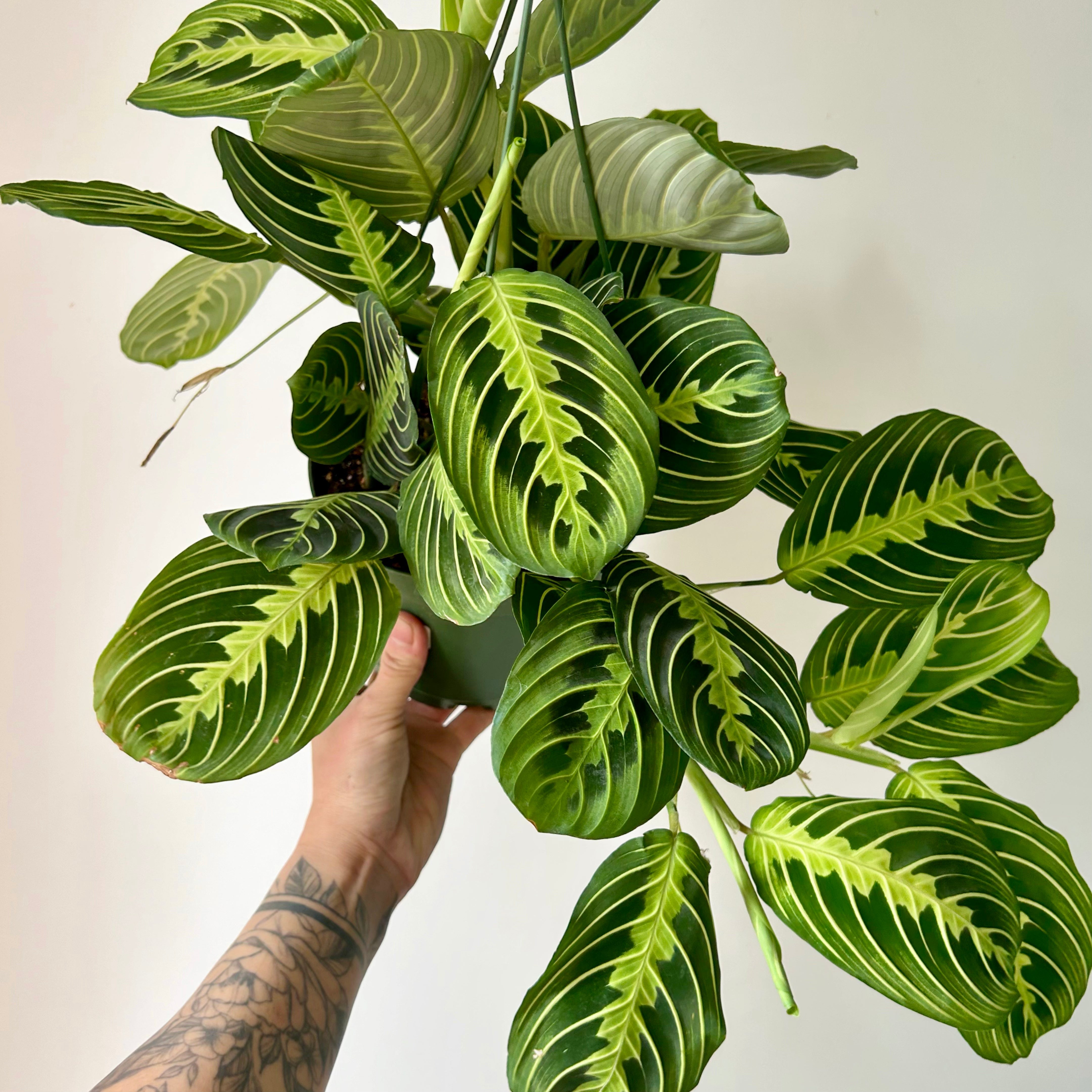 Prayer Plant  (Maranta) Lemon Lime’ 6” hanging basket