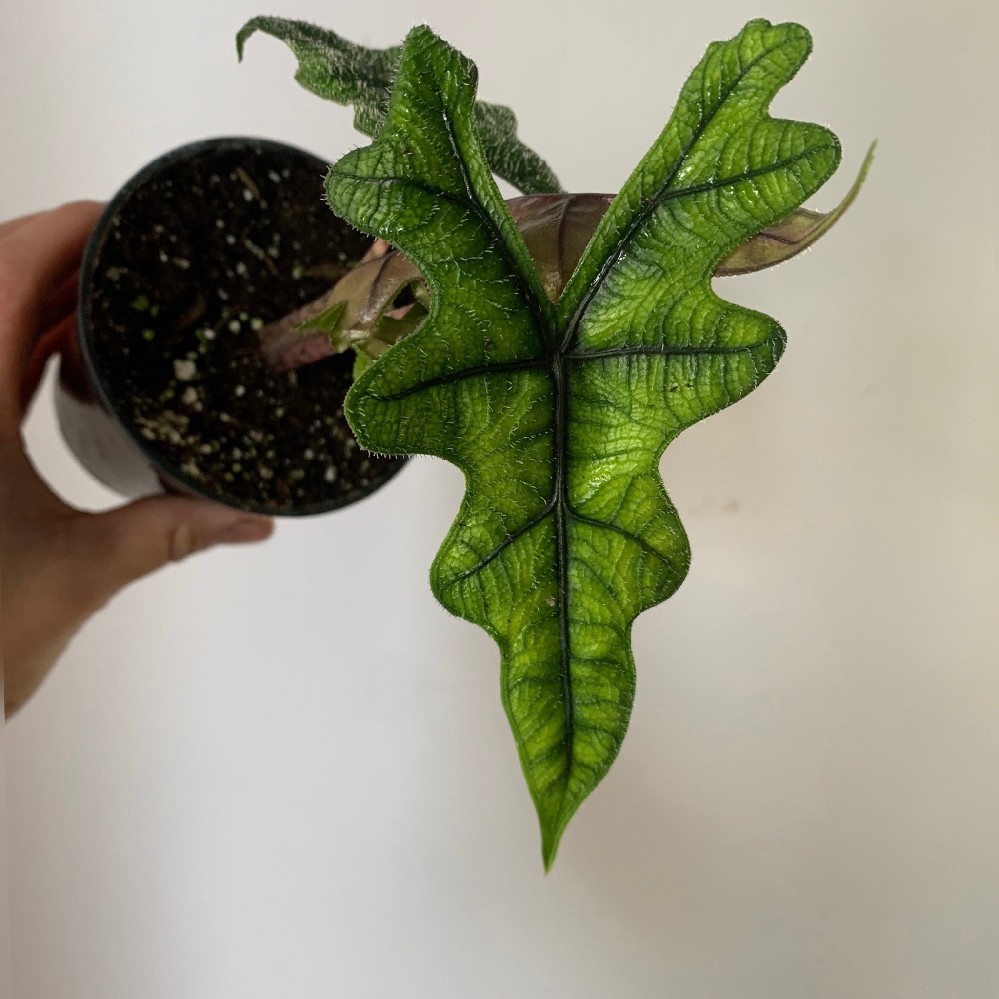 Alocasia Tandurusa "Jaclyn” 3.5”pot