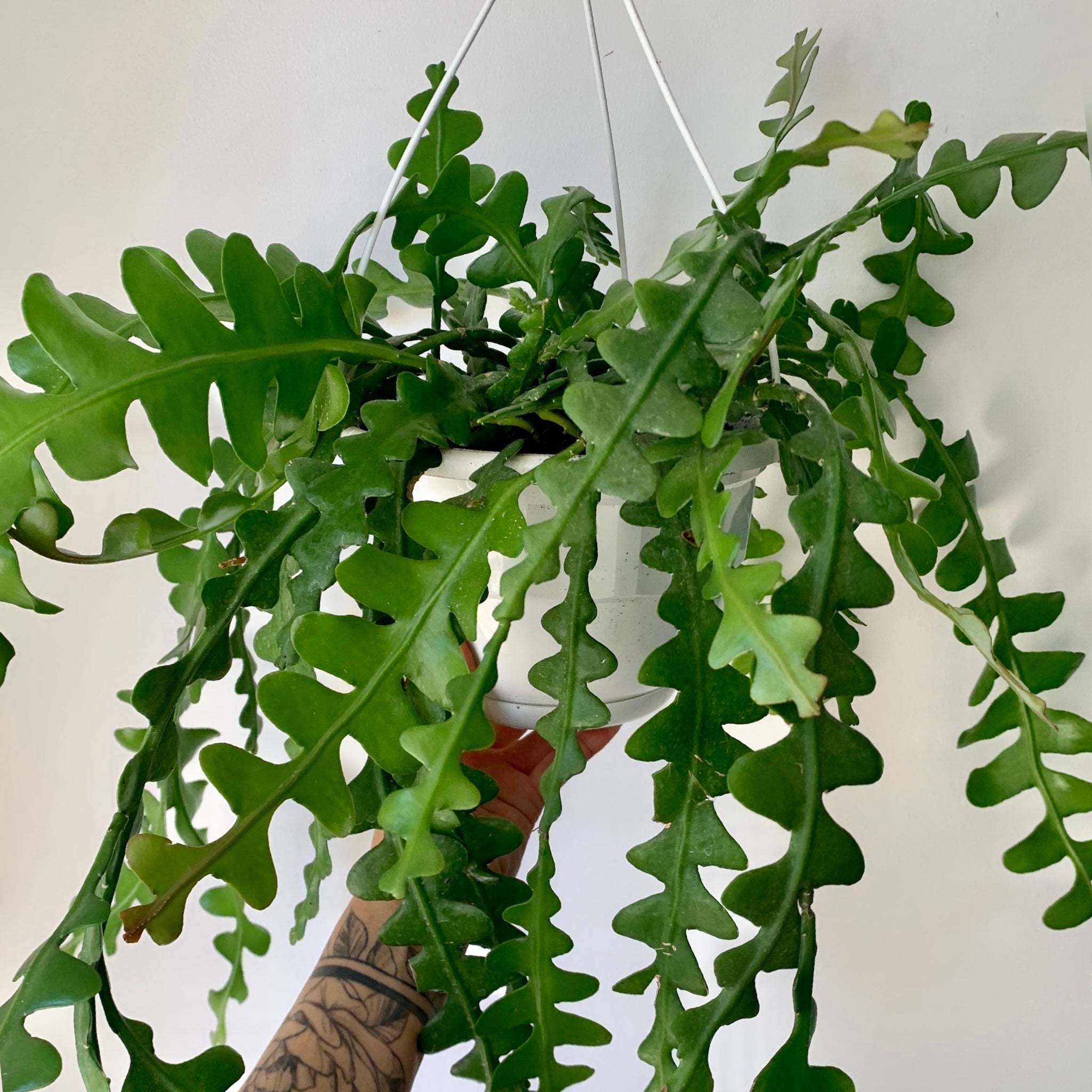 Fishbone Cactus (Epiphyllum anguliger) 8”hanging basket
