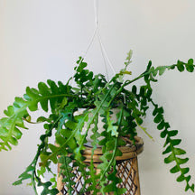 Fishbone Cactus (Epiphyllum anguliger) 8”hanging basket