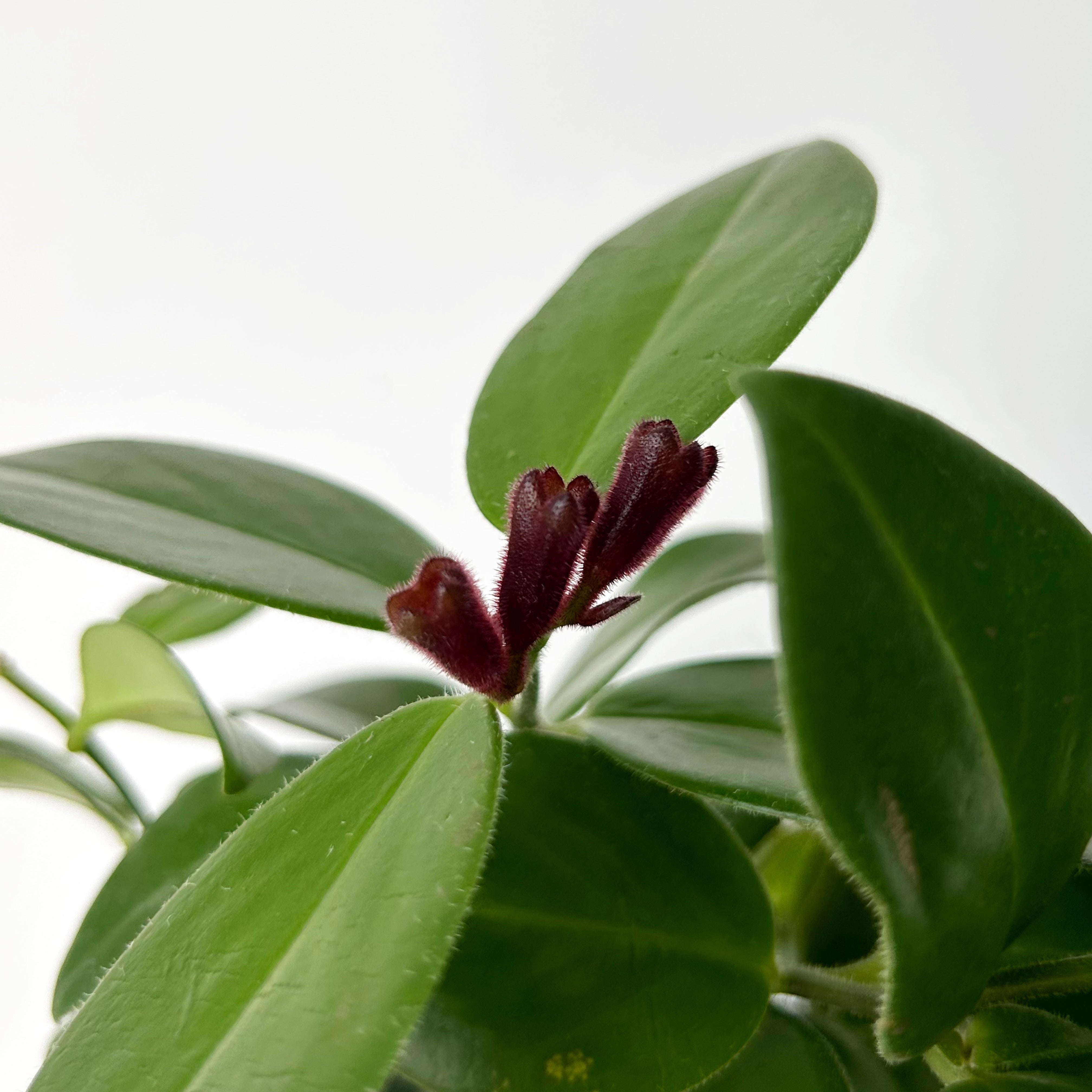 Mona Lisa Lipstick Plant (Aeschynanthus) 3.5”pot