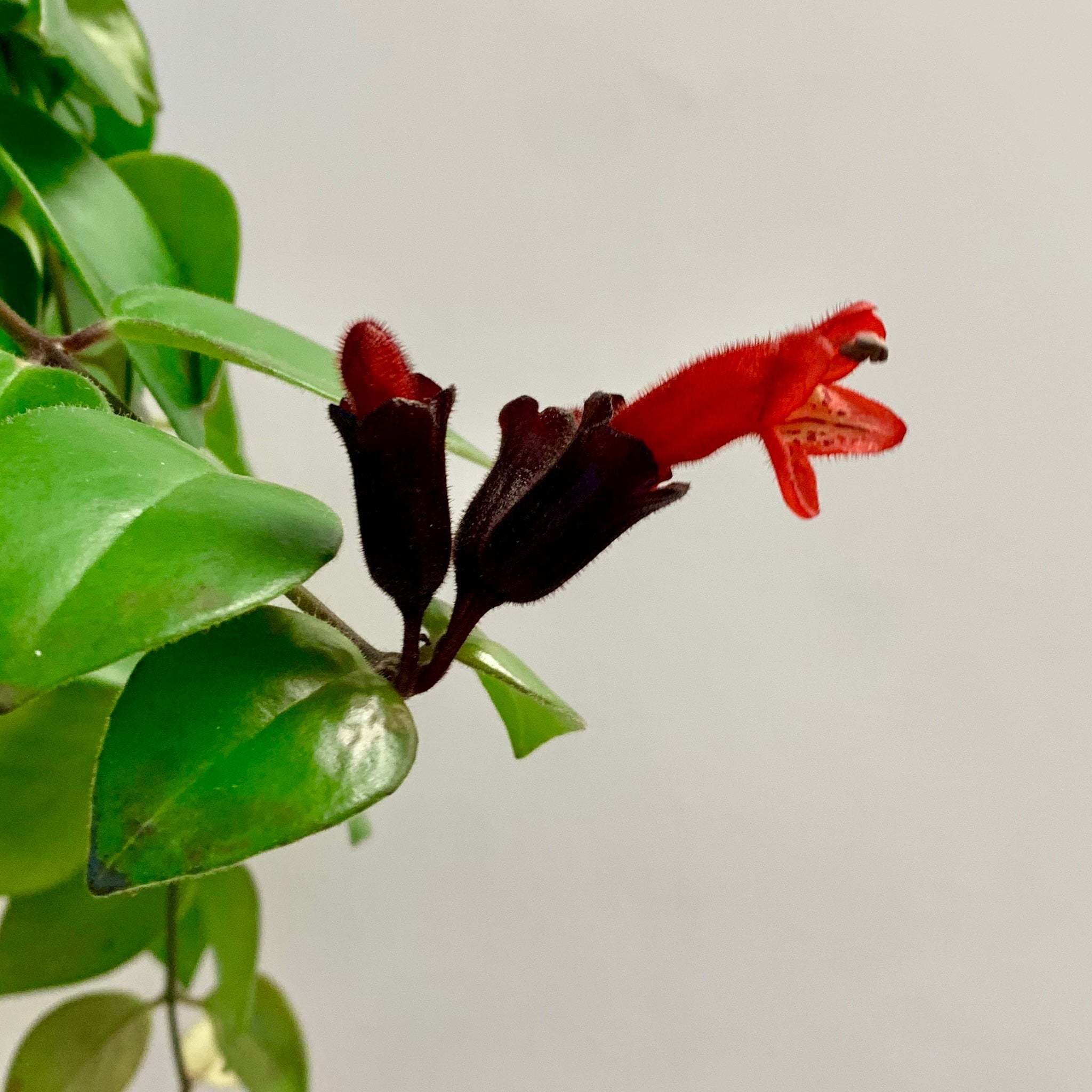 Mona Lisa Lipstick Plant (Aeschynanthus) 3.5”pot