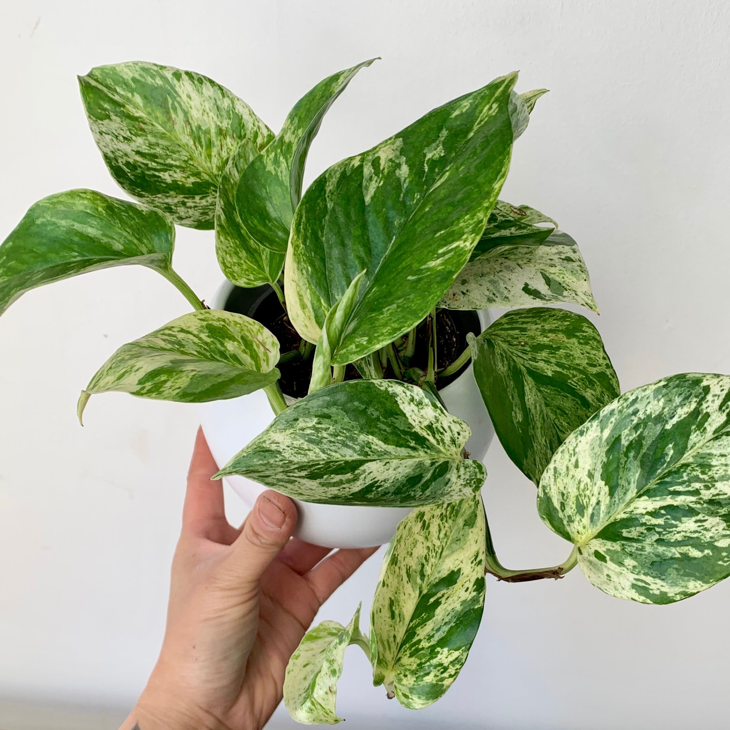 Marble Queen Pothos 4” pot