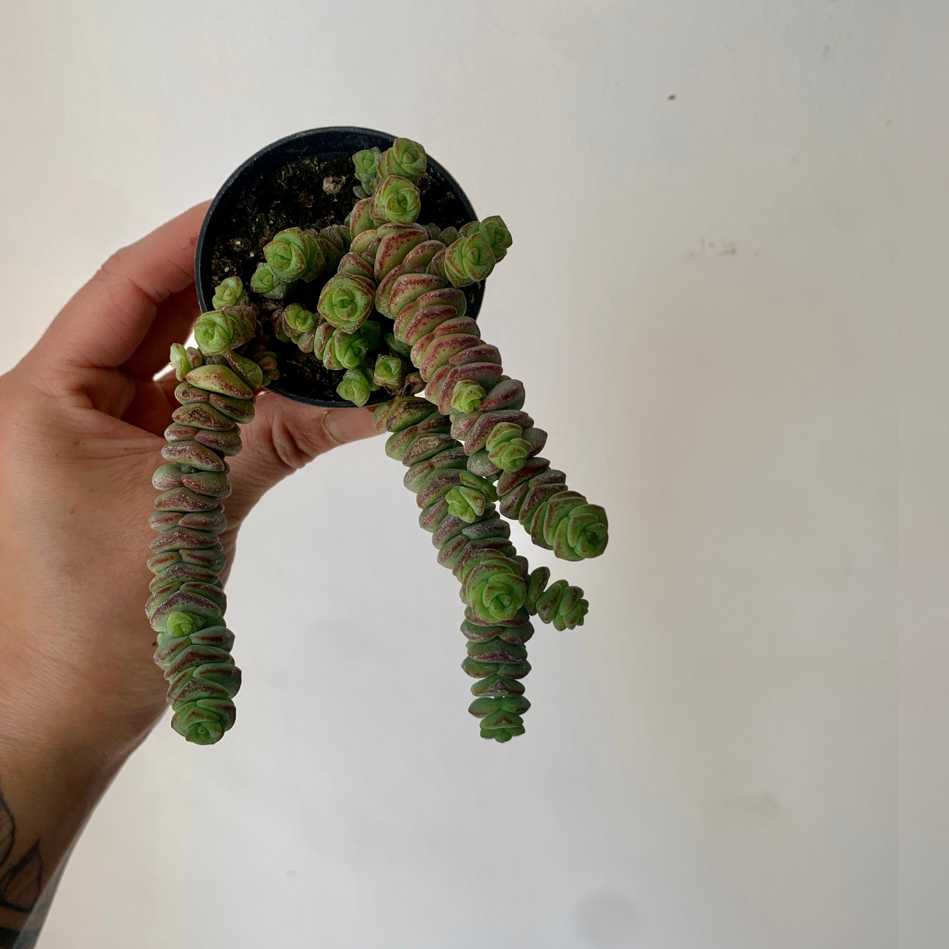 Jade Necklace (Crassula Marnieriana )2.5" pot