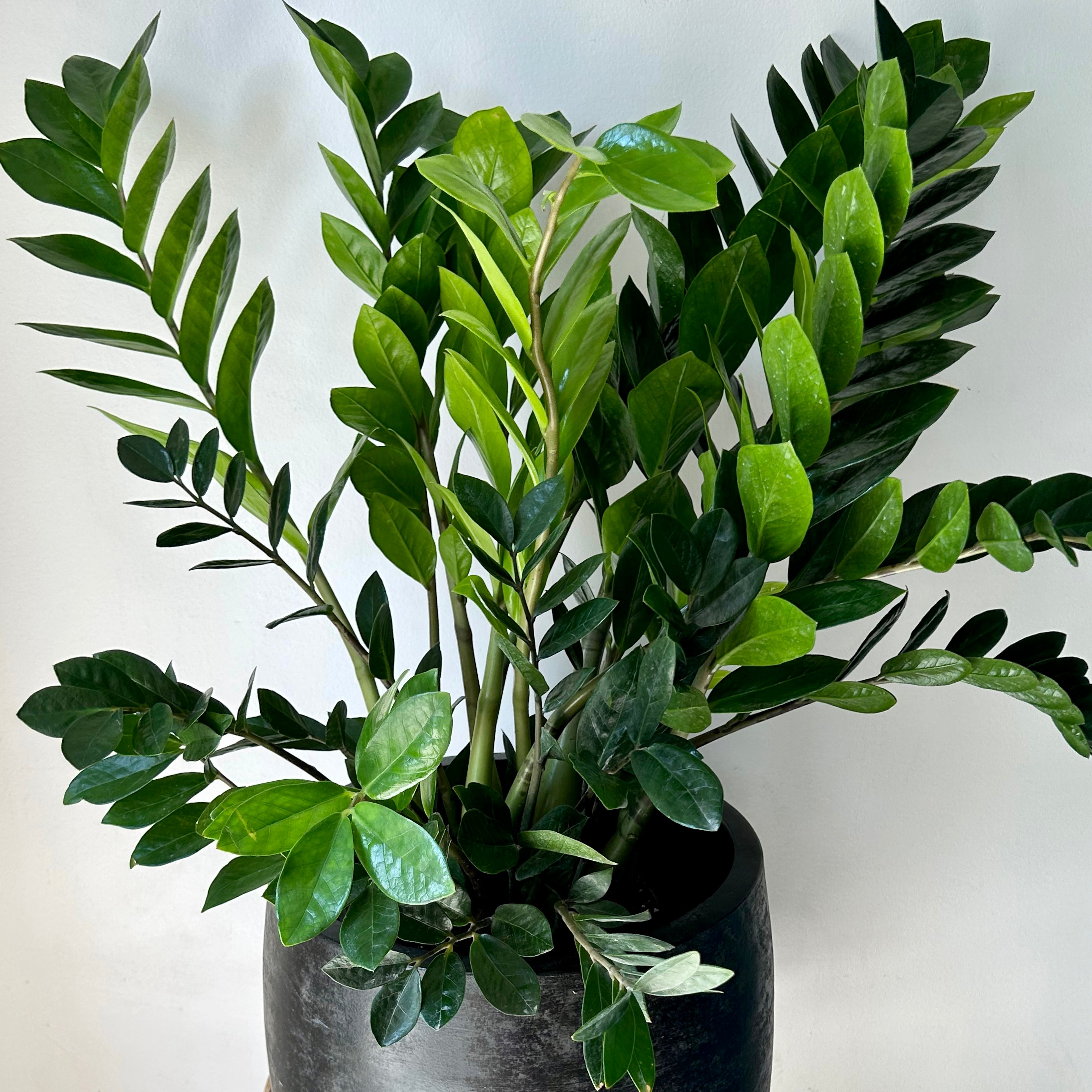ZZ Plant (Zamioculcas Zamiifolia) approximately 2.5 ft tall in 8”pot