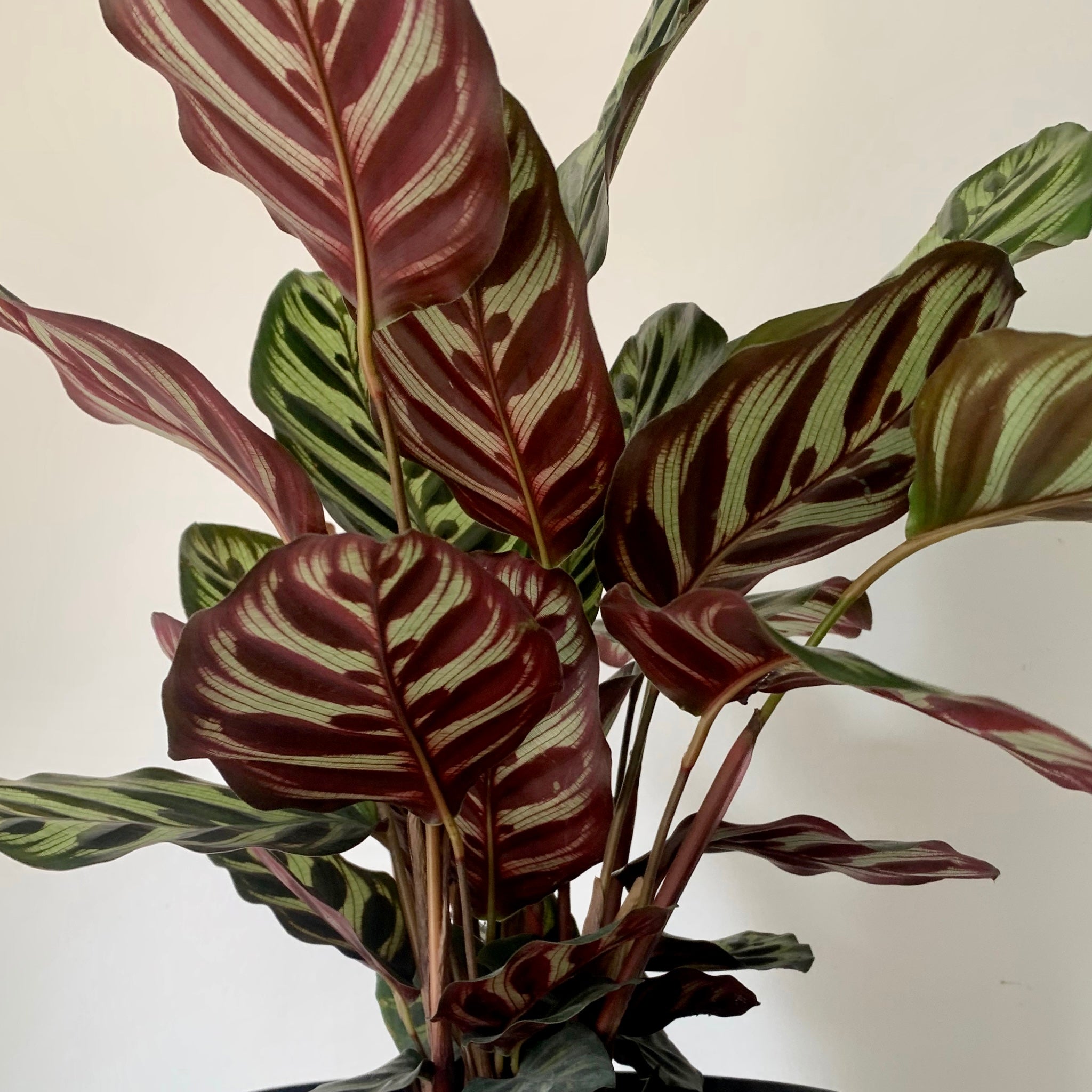 Calathea “Peacock” (Makoyana) 5”pot