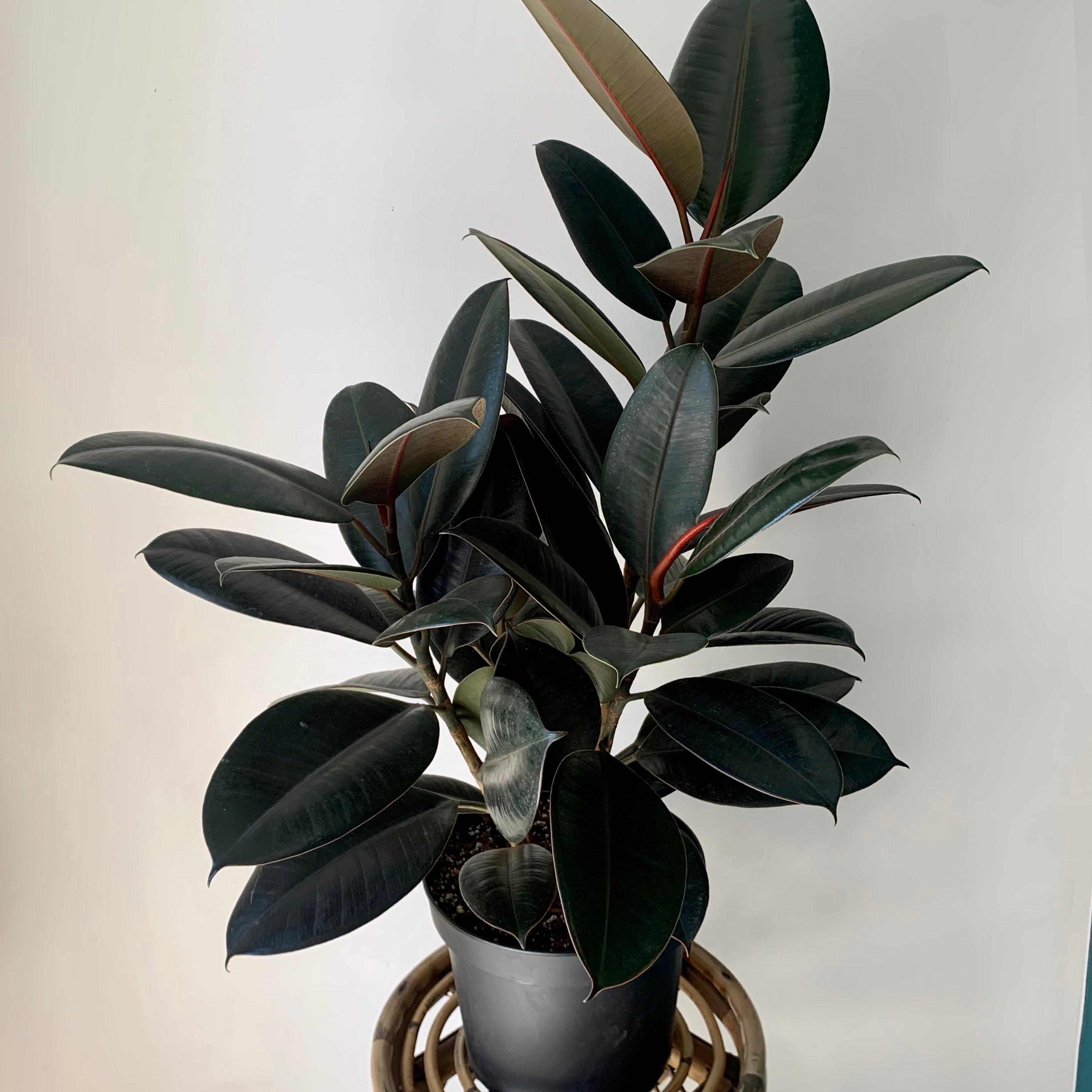 Burgundy Rubber Fig (Ficus Elastica) approximately 3.5ft tall in 8” pot