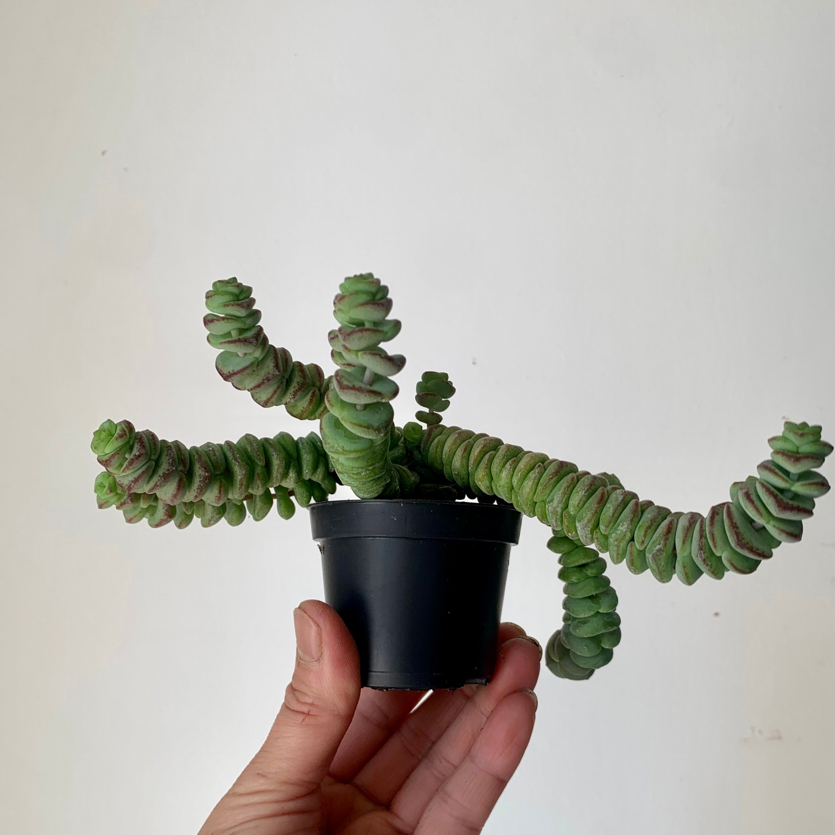 Jade Necklace (Crassula Marnieriana )2.5" pot
