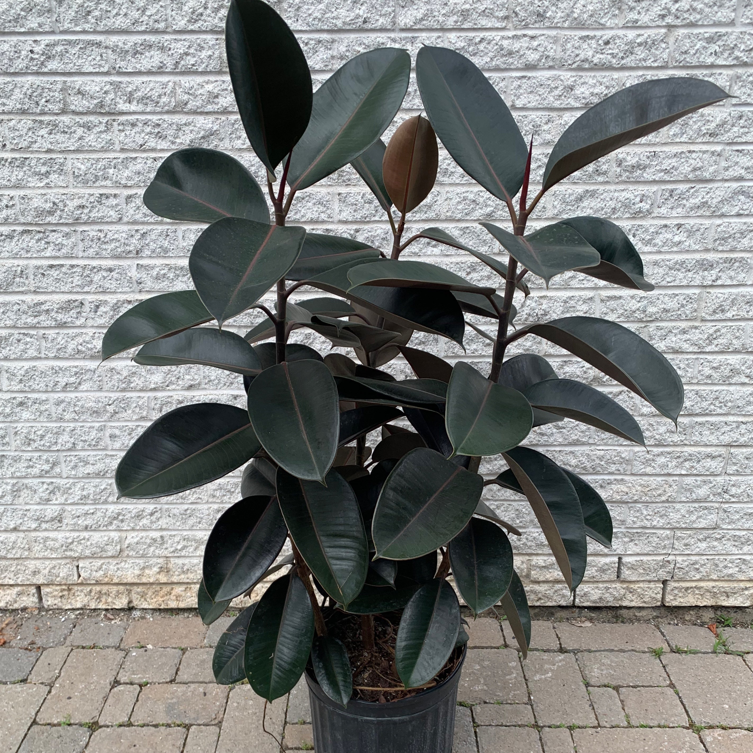 Burgundy Rubber fig Bush (Ficus Elastica) approximately 3ft tall in 10”pot