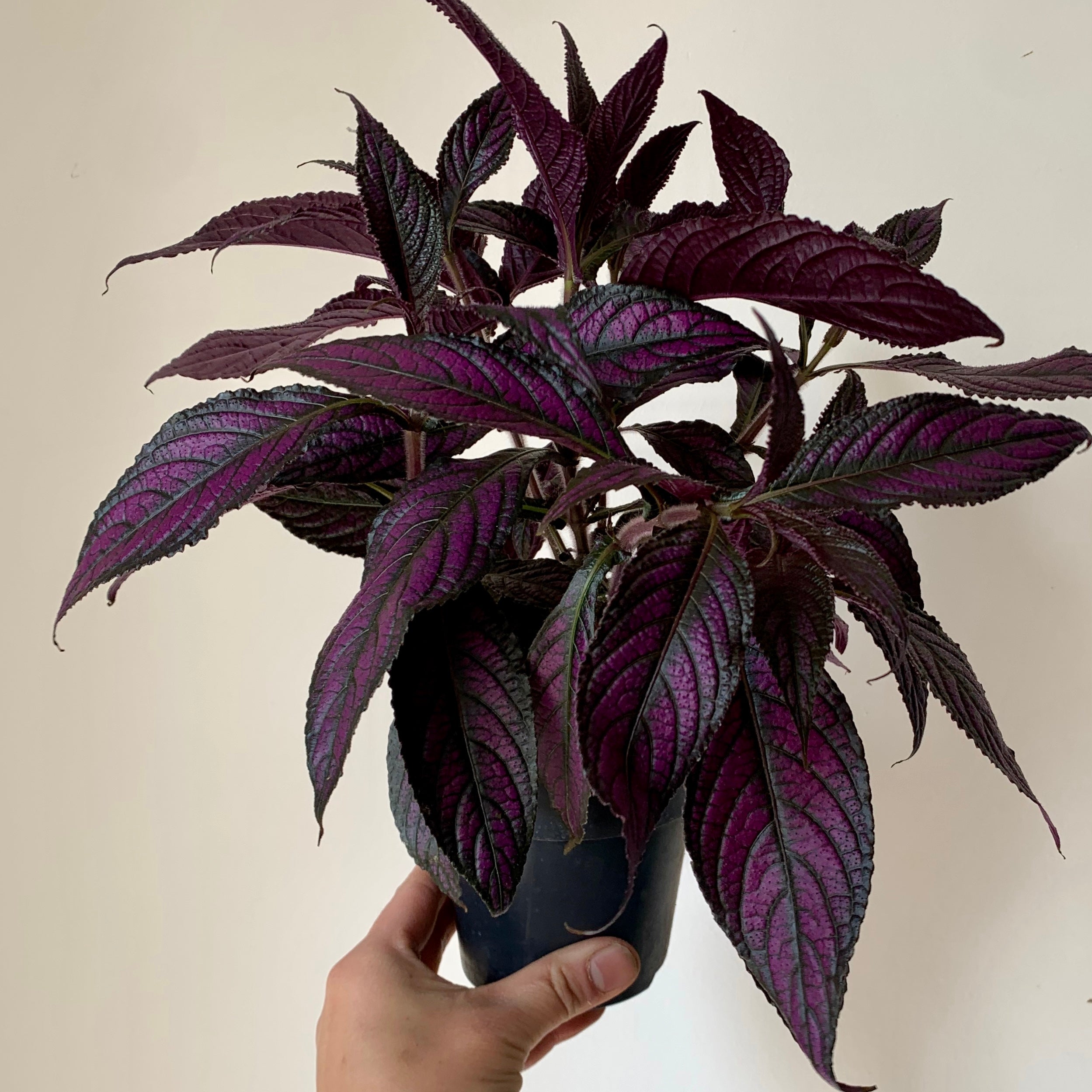 Persian Shield (Strobilanthes Dyeriana) 4” pot