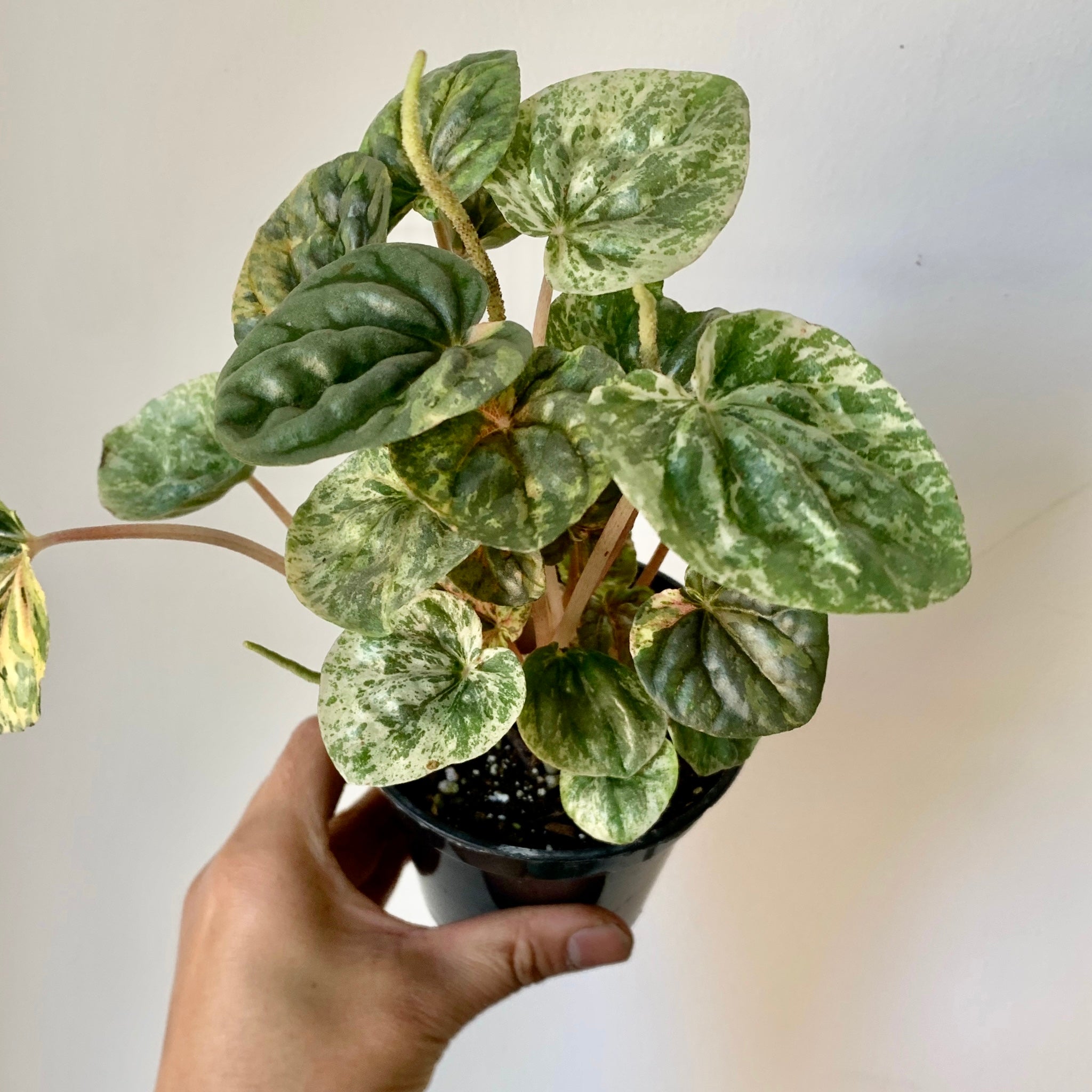 Peperomia Caperata variegated “pink lady”3.5”pot