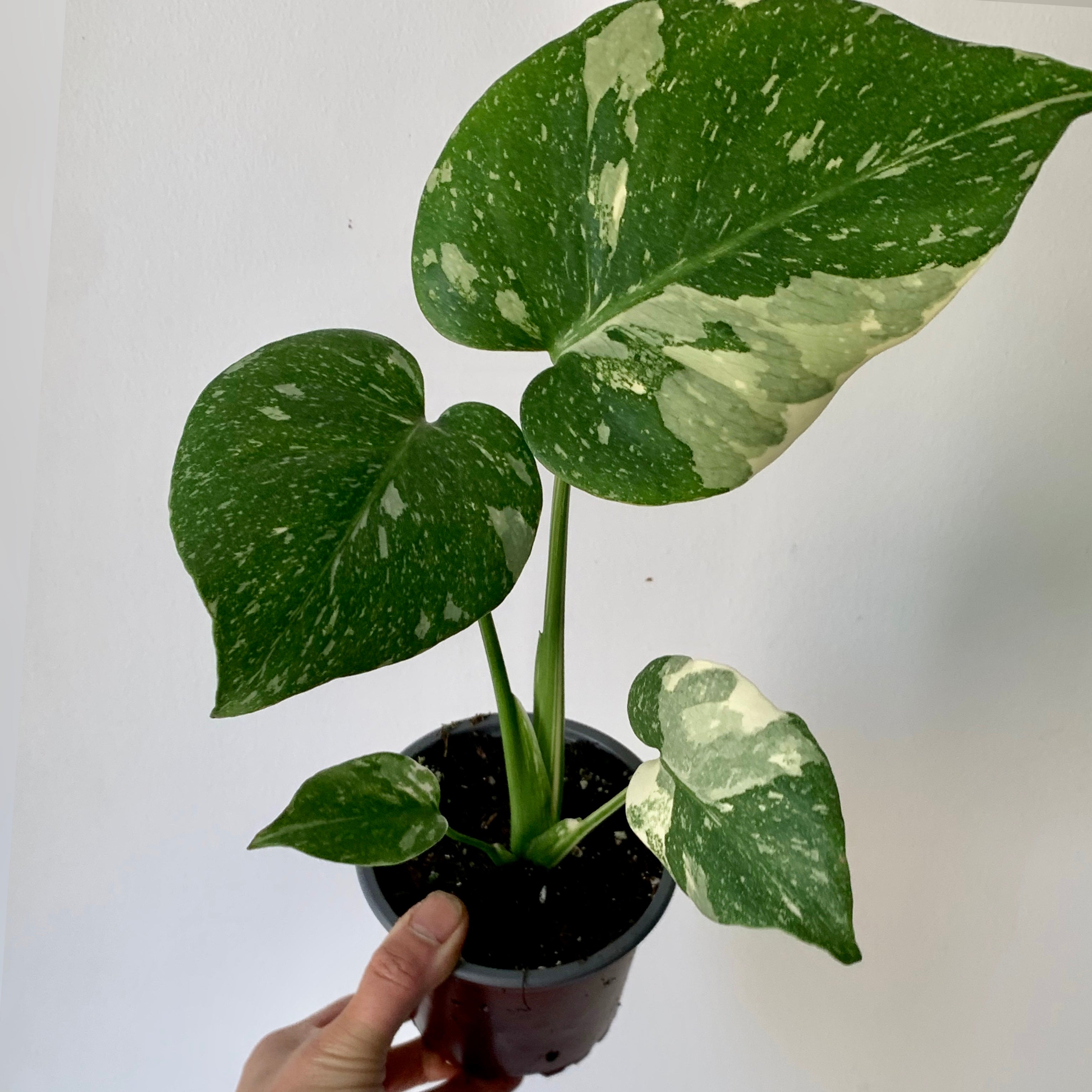 Monstera “Thai Constellation” 3.5" pot