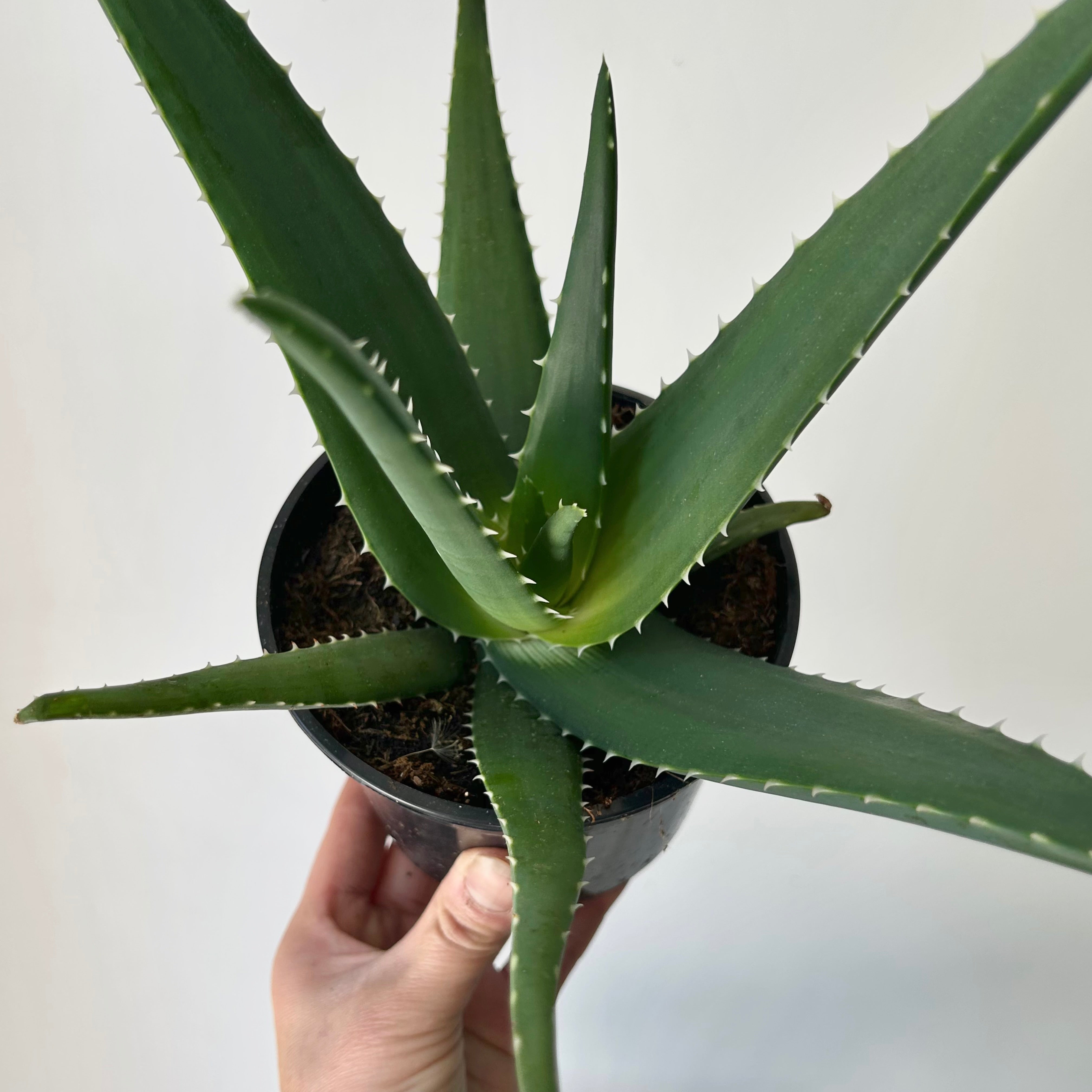 Aloe medivera 5”pot