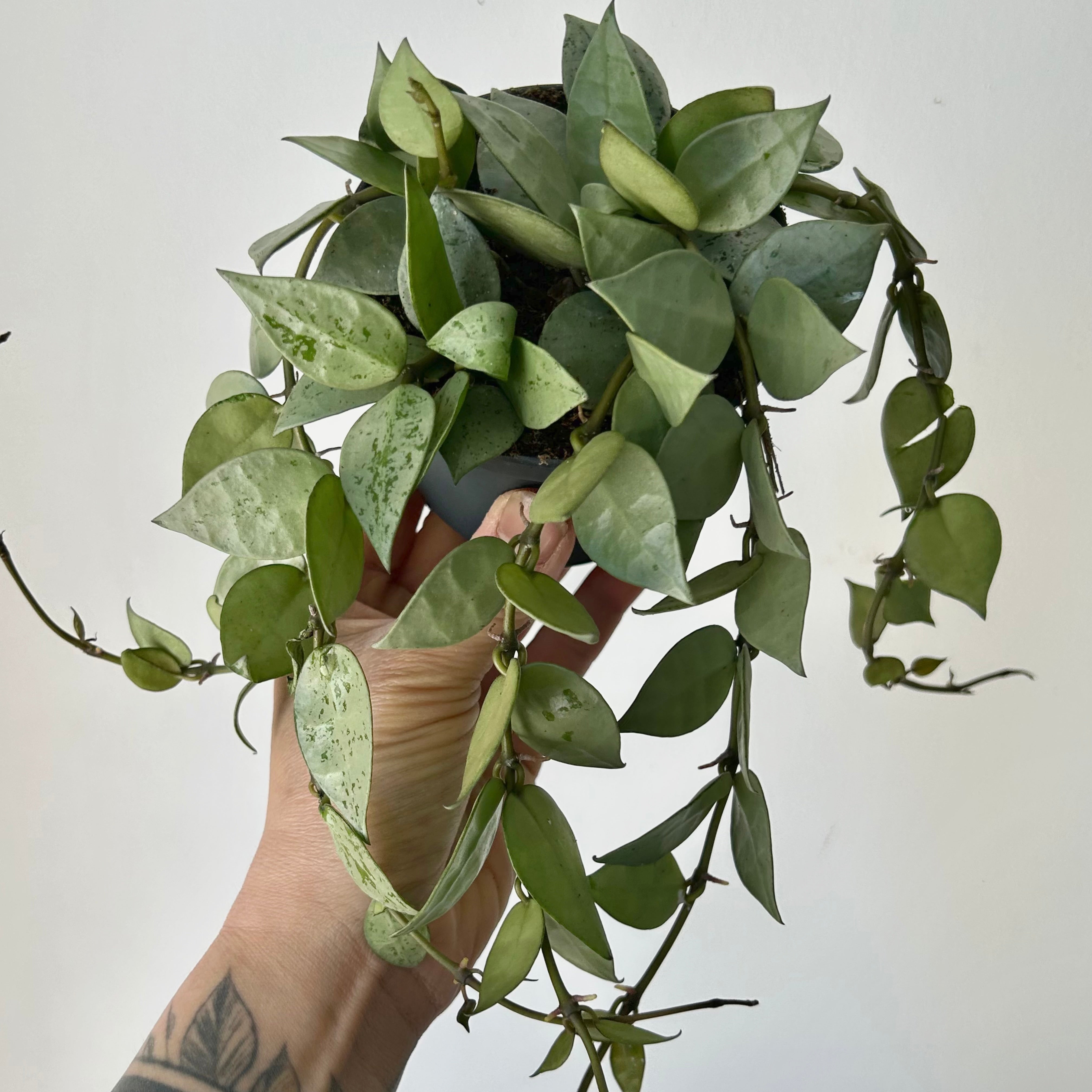 Hoya Krohniana Silver 3.5”pot