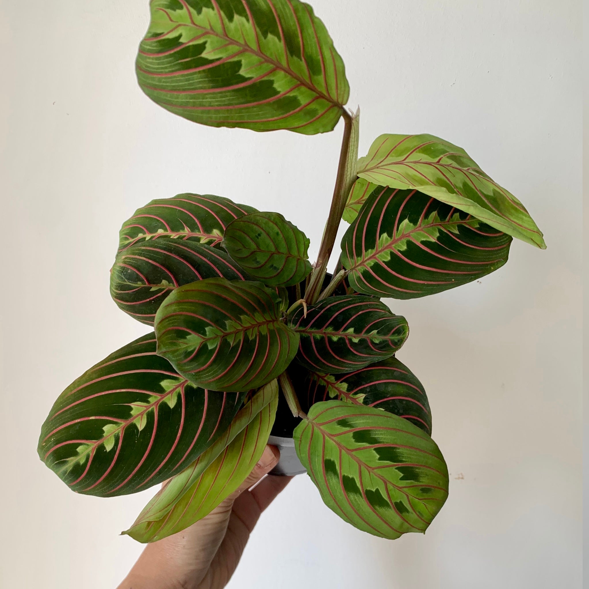 Red Prayer Plant (Maranta Leuconeura) 5” pot