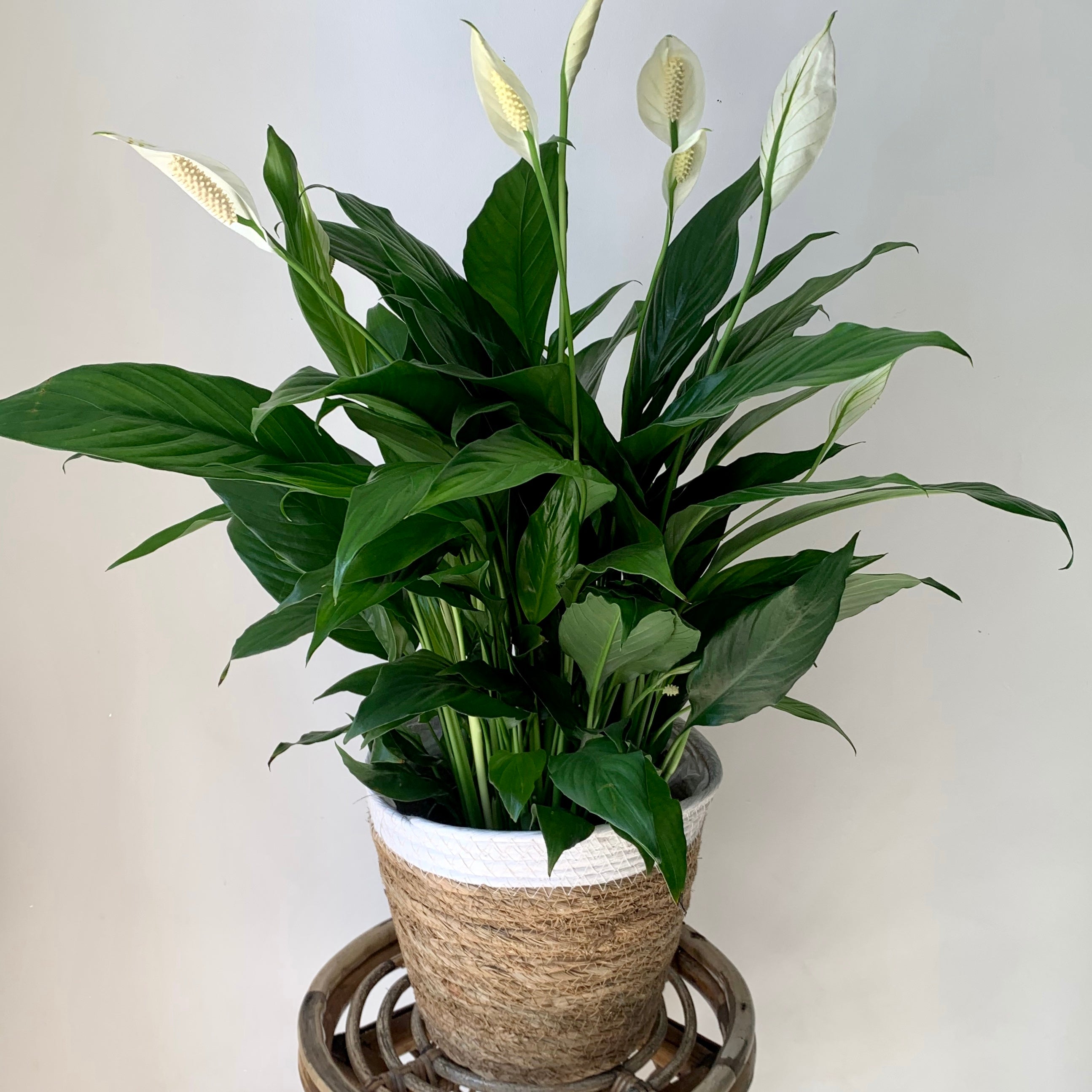 Peace Lily (Spathiphyllum) approximately 18 inches tall tall in 6" pot