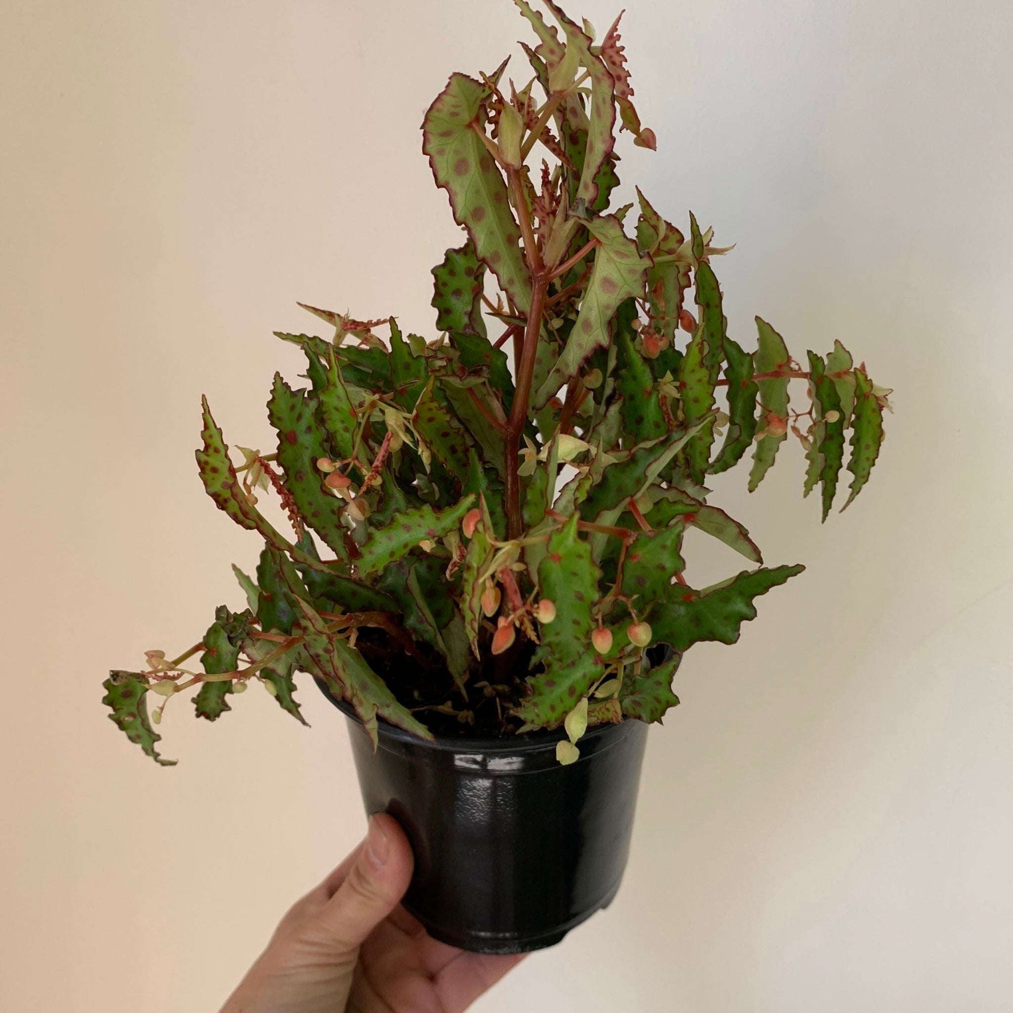 Begonia Amphioxus  4” pot